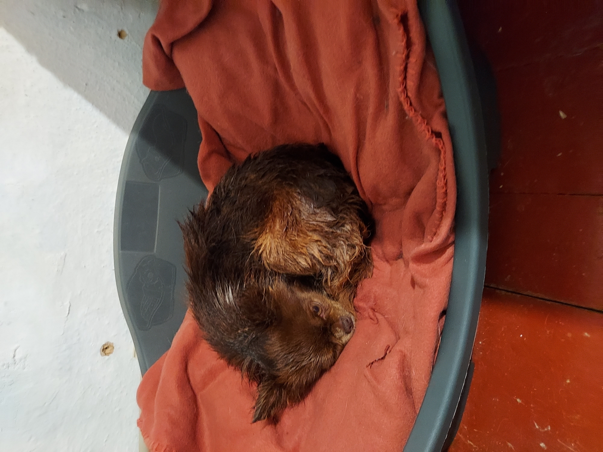 A small, wet, long-haired brown dog is curled up on a red blanket inside a dark gray dog bed. The dog's eyes are closed, and its head is resting on its paws. The dog bed is placed on a red floor. The background is a white wall with some damage and a shadow cast from what appears to be the dog bed. The image is taken from a slightly elevated angle.