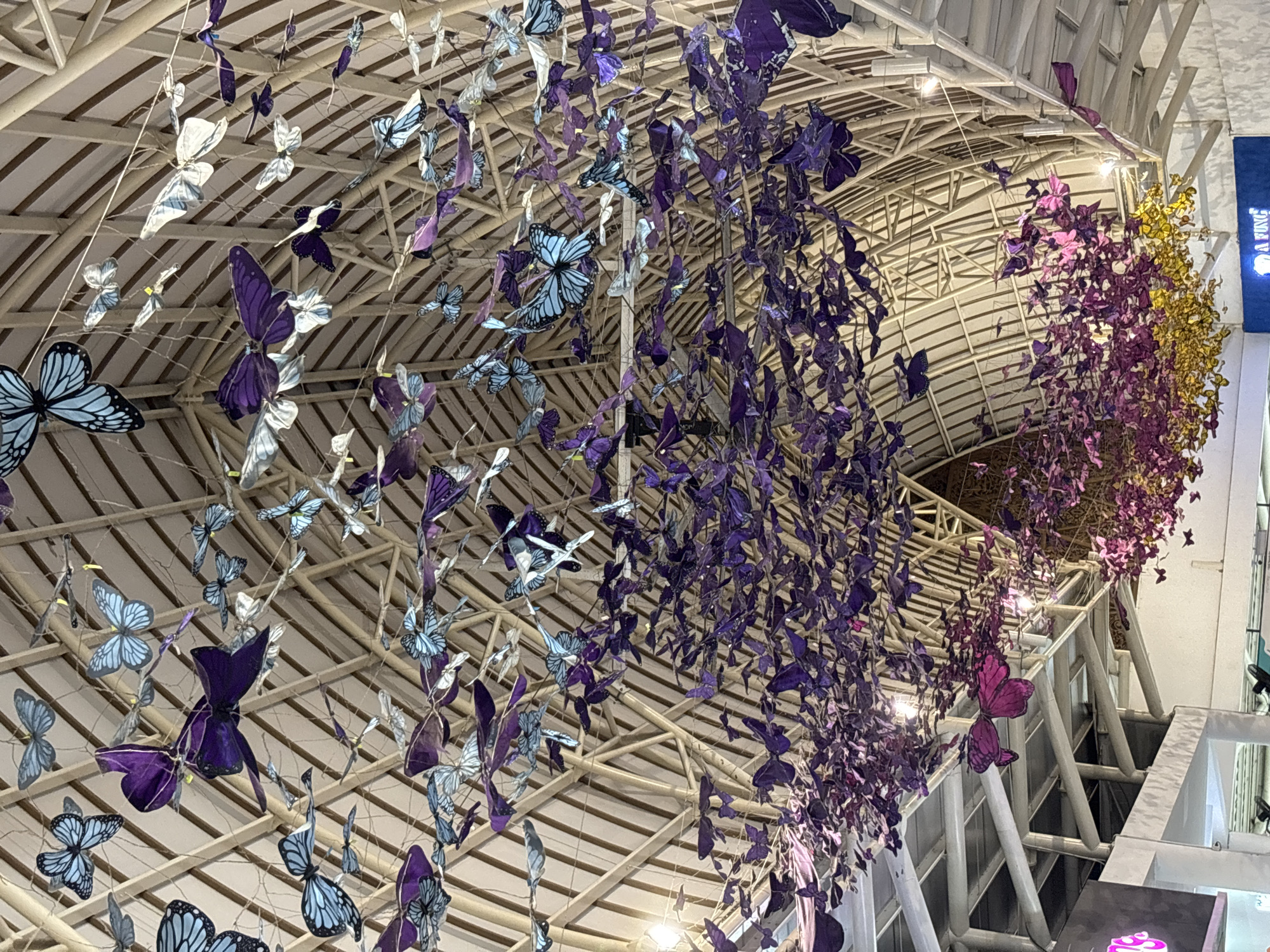 This media file showcases an elaborate indoor art installation composed of numerous butterfly-shaped decorations suspended from a high ceiling. The butterflies are arranged in cascading clusters, creating a flowing, immersive display. The dominant colors are shades of purple, ranging from deep violet to lavender, interspersed with light blue and white butterflies. Towards the right side of the image, the installation transitions into a section of bright golden or yellow butterflies, adding a warm contrast.
The butterflies appear to be crafted from a lightweight material, possibly paper or fabric, and are hung by thin, nearly invisible threads, giving the illusion of movement or a gentle descent. The background reveals the intricate, industrial-style architecture of the ceiling, characterized by a light-colored, arched or vaulted structure of crisscrossing beams and supports. Embedded lights within the ceiling illuminate the installation, highlighting its details.
The photograph is taken from a low angle, looking upwards, which emphasizes the vastness and artistic impact of the display. On the far right, a blue sign is partially visible with the text "A FUN G," likely indicating a store or section within the venue. The scene depicts a decorative and aesthetically pleasing environment, typical of a large public space like a shopping mall or atrium, located in Kuta, Indonesia.