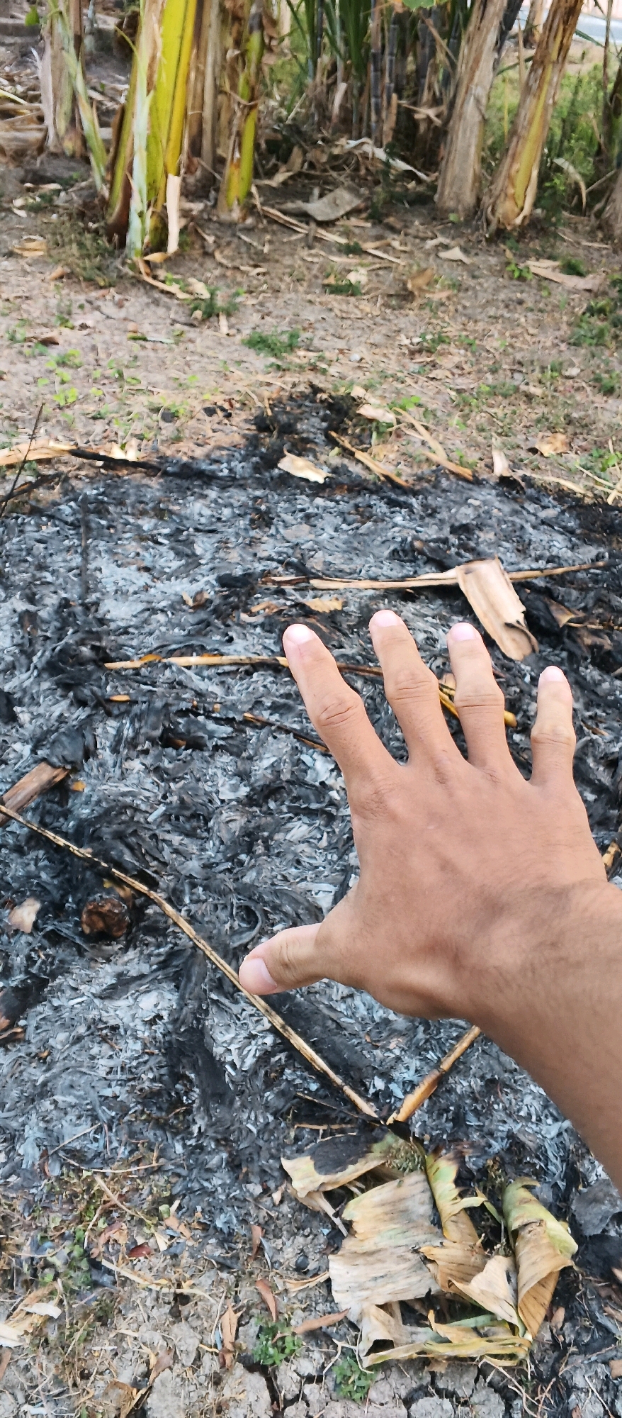 In Japanan, Indonesia, a person's hand extends over a pile of ash and debris, likely from a fire. The ground appears dry and cracked, with sparse vegetation. Banana trees or similar tall plants are visible in the background. The scene suggests an outdoor, potentially rural or agricultural area.