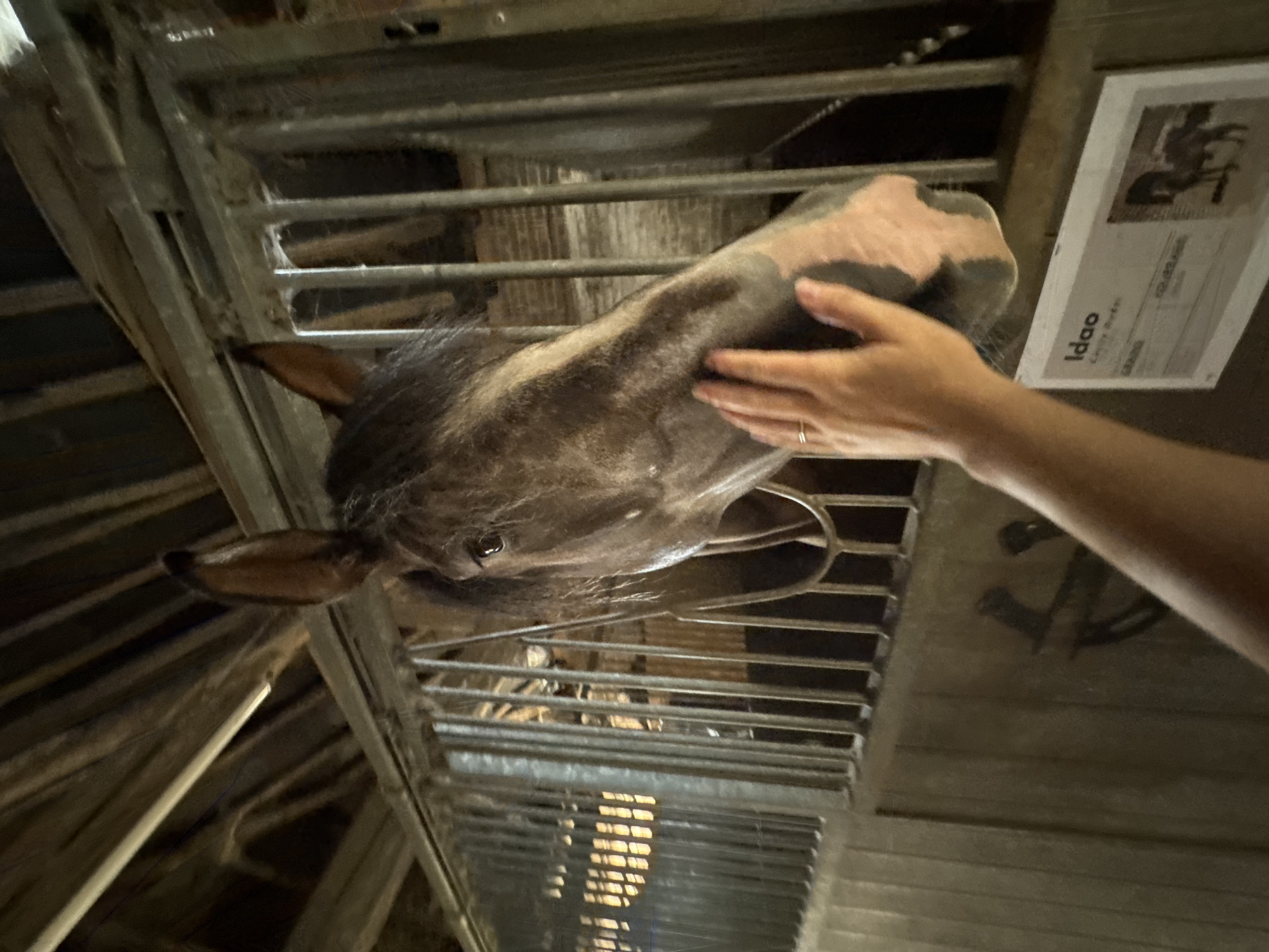 The image depicts a close-up view of a horse in a stable. A person's hand is visible, gently touching the horse's face. The horse appears to be a dark color, with a white marking on its muzzle. The stable environment includes wooden beams on the ceiling and metal bars of the stall. A small sign with text and an image of a horse is visible on the wall of the stable. The location is identified as Estaimpuis, Belgium.