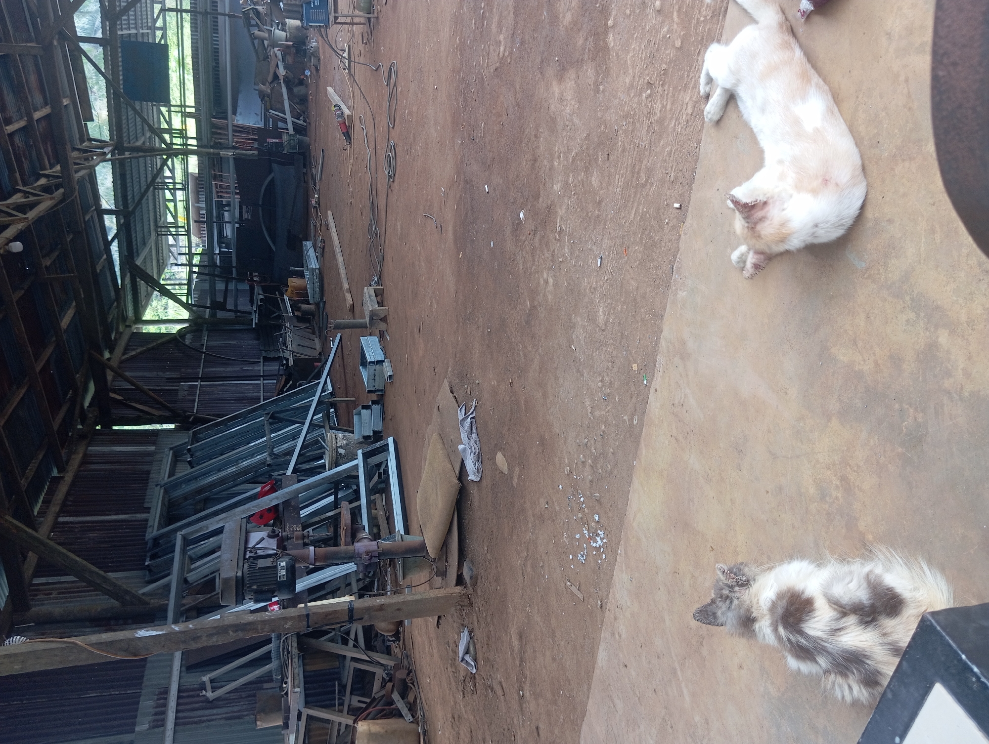 The image depicts an outdoor workshop or storage area in Desa Retak Mudik, Indonesia. The scene is a dirt and concrete ground within a rustic open-sided structure with a corrugated metal roof supported by wooden beams. Metal framing materials, construction equipment including a drill press, and various tools are visible. In the foreground, two animals are present: a long-haired, grey and white spotted cat sitting and facing away from the camera, and a white dog lying on its back. The environment appears to be a functional, albeit somewhat unorganized, workspace.