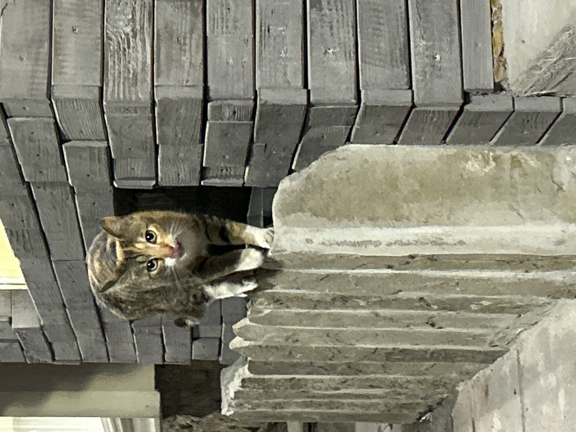 A tabby cat is perched on a stone ledge next to a wooden structure in the city of Veliko Tarnovo, Bulgaria. The cat faces forward, its eyes open and tongue slightly visible. The wooden structure above the cat features rows of gray-painted wooden boards. The stone ledge has horizontal grooves. The environment appears to be exterior.