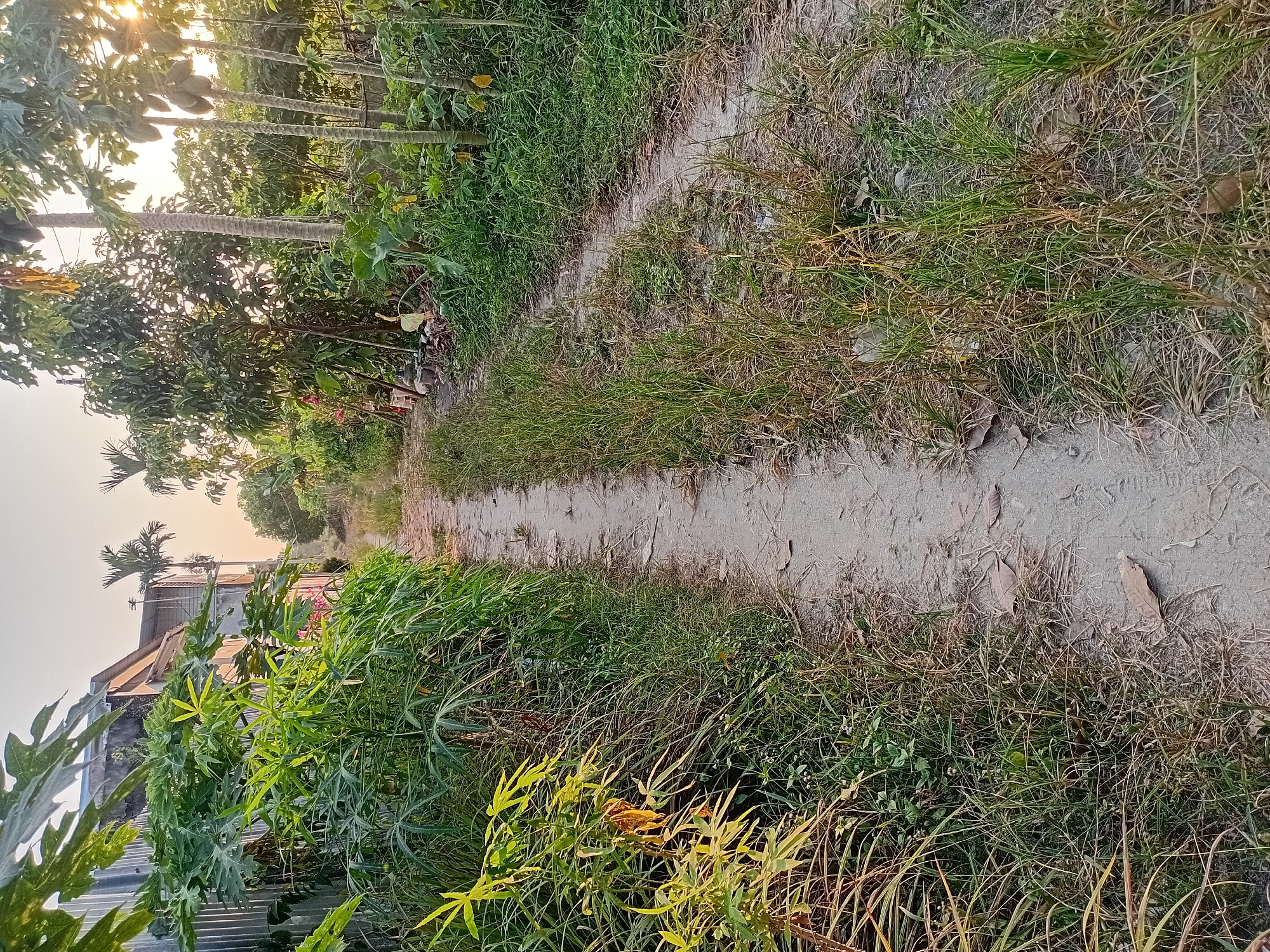 A narrow, unpaved dirt path winds through a rural setting with abundant vegetation and appears to be located in Kasang Pudak, Indonesia. The path is bordered on the left by a corrugated metal fence and lush green plants, including what appear to be papaya trees with large, palmately lobed leaves. The right side of the path is also lined with grass and various other plants, with several tall trees, including more papaya trees with fruit, visible in the background. The sunlight suggests it is either early morning or late afternoon, casting a warm glow over the scene. The overall impression is one of a well-used but unmaintained rural pathway.