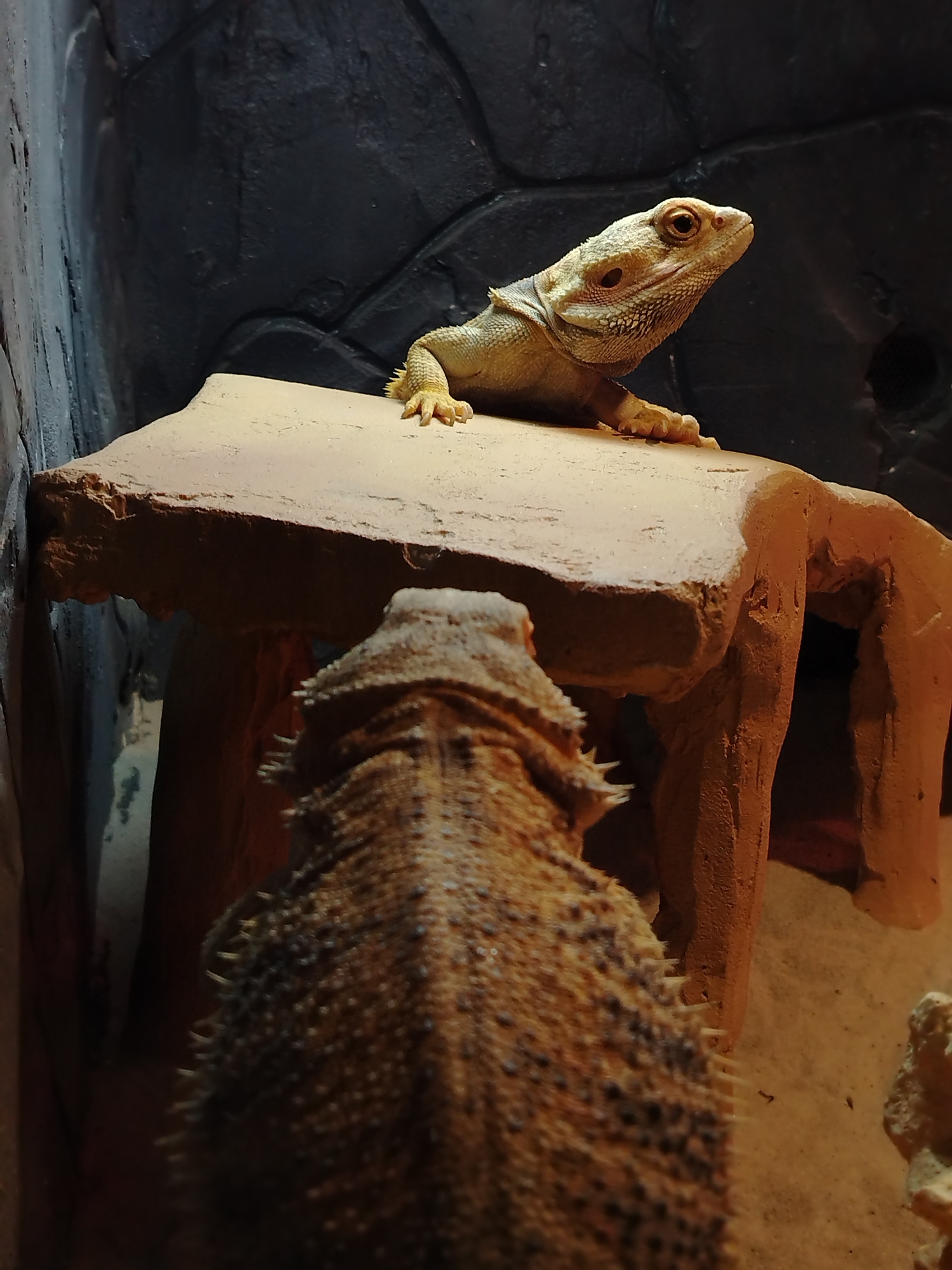 The image shows two bearded dragons in an enclosure. One bearded dragon is positioned on top of a flat, raised platform with legs, looking towards the other bearded dragon, which is standing below and facing towards the first bearded dragon. The background consists of a dark, textured wall that resembles rock. The enclosure floor appears to be covered in sand. The location is Kazan, Russia, based on the image metadata.