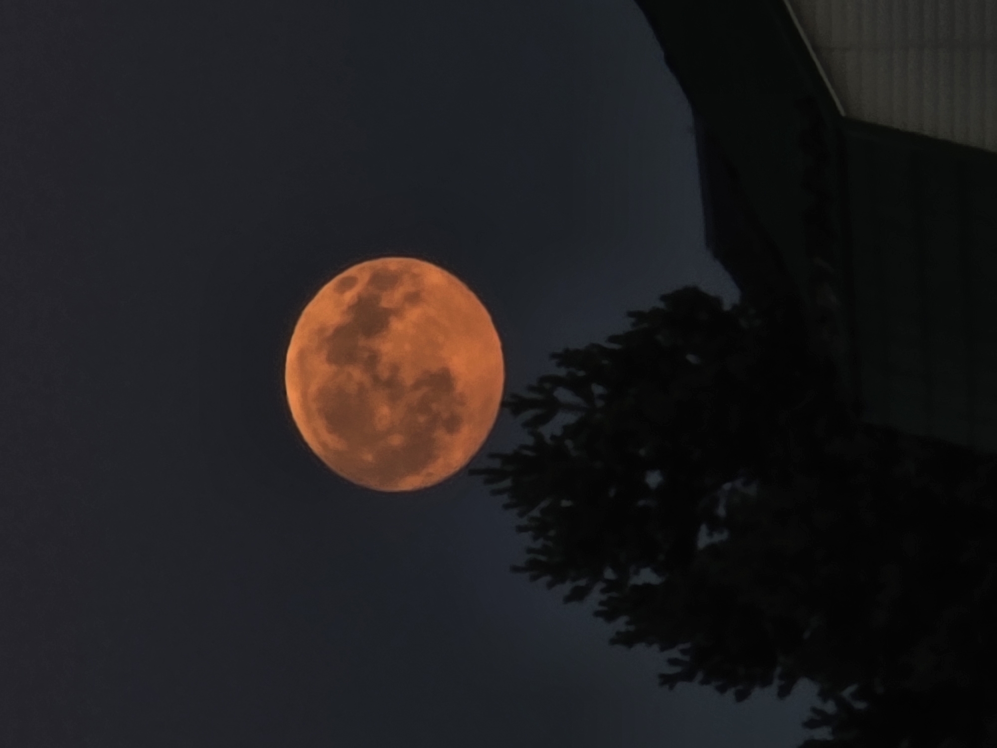 An orange moon hangs in a dark sky above a silhouetted pine tree and the dark roof of a building. The moon is full and detailed, showing craters and surface variations. The tree is dense and its branches are indistinct. The building's roof is dark and appears to be part of a house with siding. The image is taken at night. The city of Rechitsy, Russia is not visible in this image.