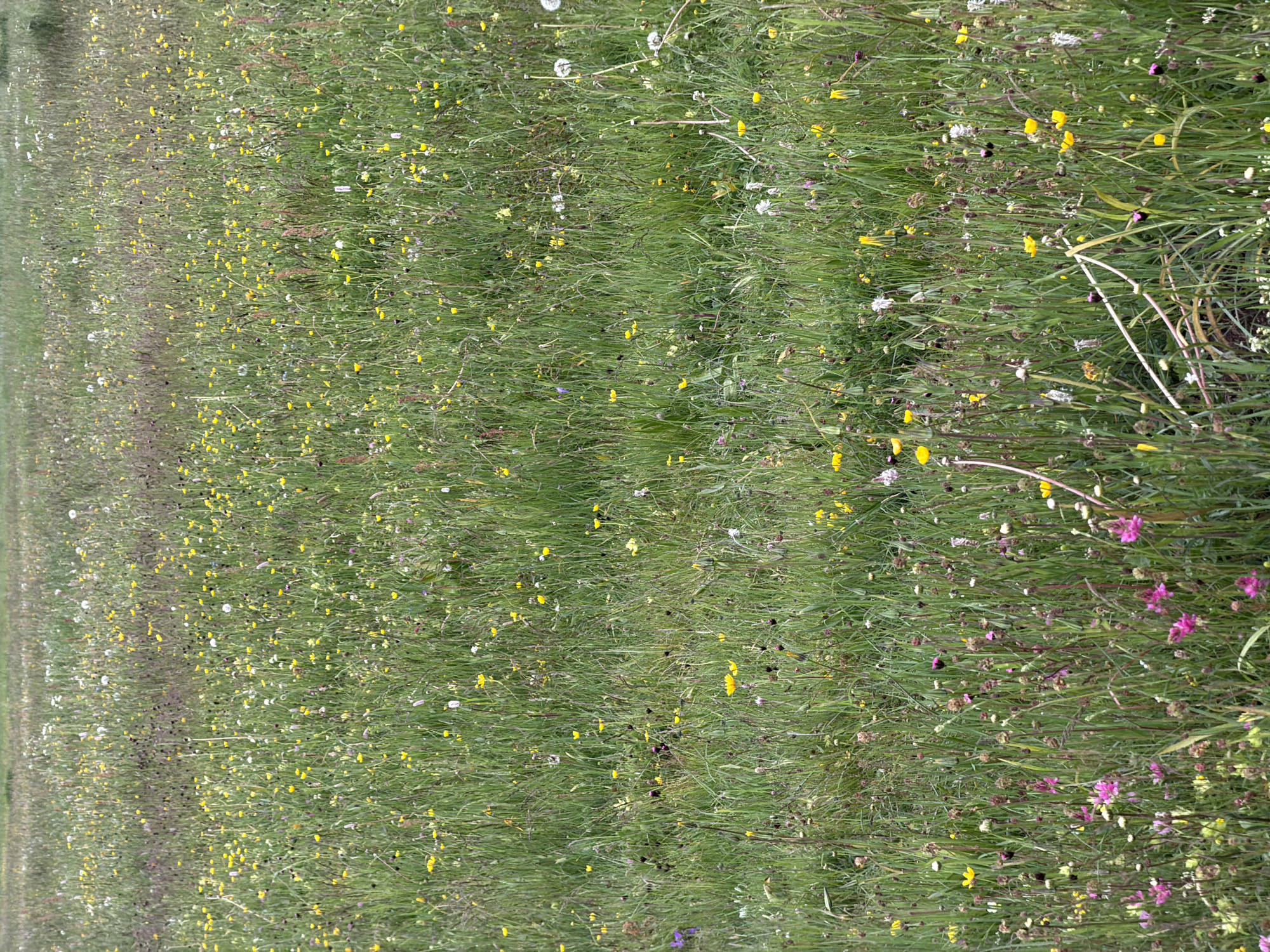 The image captures a vibrant, dense field of wild grasses and wildflowers, presented from an eye-level perspective looking across the terrain. The dominant feature is a lush, green carpet of long, thin grass blades, interwoven with a multitude of small blossoms.
Scattered generously throughout the entire frame are numerous small yellow wildflowers, likely buttercups, adding bright pops of color to the verdant expanse. Interspersed among them are various white flowers, including some with fluffy, spherical seed heads typical of dandelions that have gone to seed. Towards the right side of the image, and less frequently elsewhere, small pink or purplish wildflowers are visible, contributing to the field's natural tapestry. There are also darker, dried flower remnants or seed pods mixed within the vegetation.
The scene depicts a natural, untamed meadow or roadside area, characteristic of a rural landscape. No human or animal activity is present, and no structures are visible, emphasizing the natural beauty of the flora. The lighting suggests it is daytime, with soft, even illumination indicating either an overcast sky or an indirect light source, preventing harsh shadows. The overall impression is one of natural abundance and tranquility in a wild setting. This field is located in Konjsko, Montenegro. There is no visible text in the image.