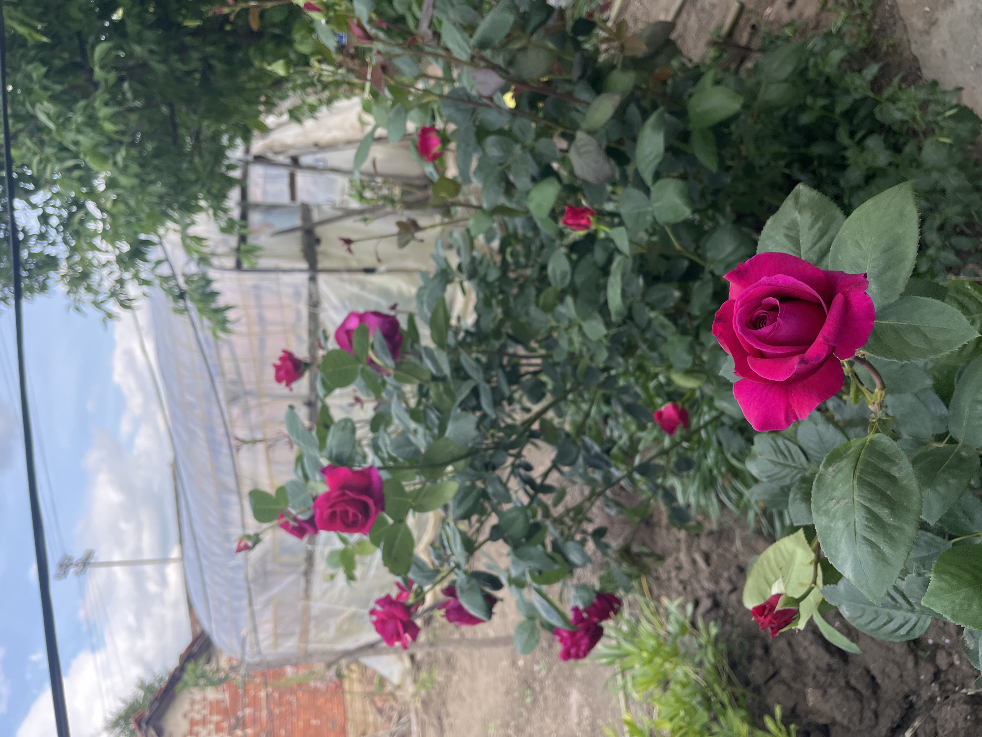 The image shows a rose bush with several vibrant magenta roses in bloom. The bush is located outdoors, in a garden setting with what appears to be a greenhouse in the background. In the distance, there is a brick building, and electrical wires. The location is likely Lozarevo, Bulgaria. There are no people visible. The roses are the primary subject, with the greenhouse and garden elements providing context to the scene.