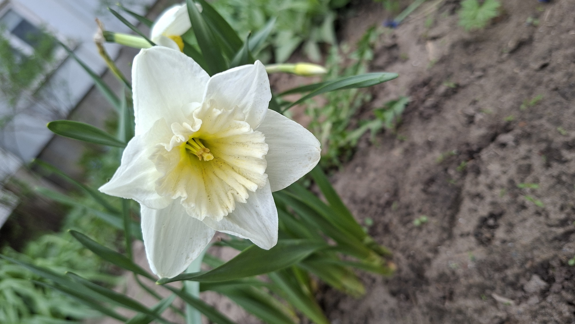 The image shows a close-up of a white and yellow daffodil flower in a garden setting. The flower is the primary focus, with its delicate petals and central yellow cup clearly visible. Green leaves surround the flower, suggesting it is growing naturally. The background includes soil and other plants, creating a natural outdoor environment. Based on the prompt, the location is in the city of Chaikovsky, Russia, although this cannot be verified from the image itself.