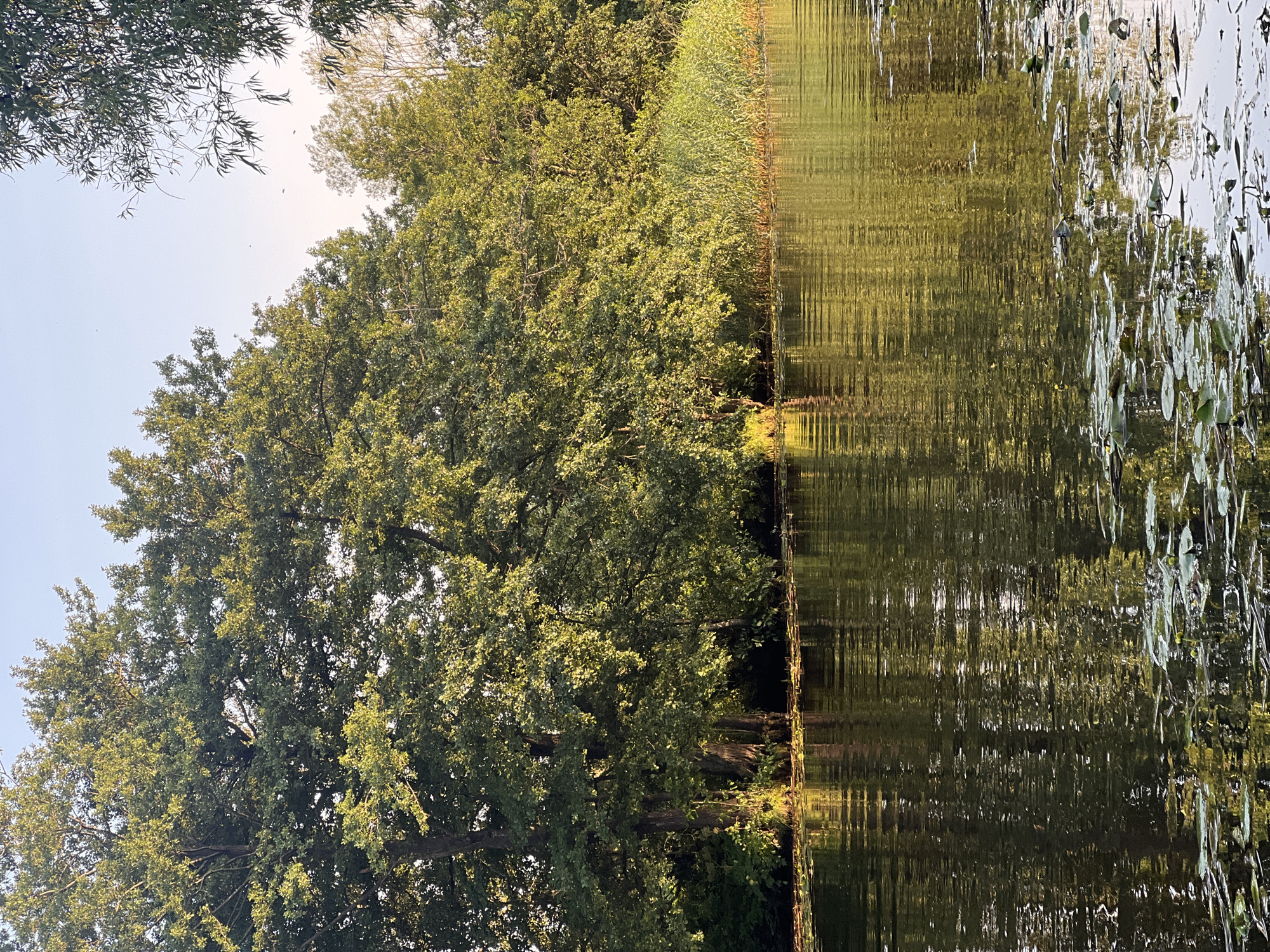 A tranquil scene unfolds on the edge of a body of water, reflecting the lush greenery of a forested shoreline. Large, mature trees with dense canopies dominate the background, their leaves illuminated by the soft glow of what appears to be late afternoon or early morning sun. The water's surface is gently rippled, creating a shimmering, almost abstract pattern of light and shadow. Scattered across the water are lily pads, some with visible yellow flowers, indicating a natural wetland environment. The shoreline itself is a mix of tall grasses and the darker foliage of trees and undergrowth. The sky above is a pale blue, with hints of a warmer hue near the horizon, suggesting a serene, unpopulated natural setting. This image could be representative of the natural beauty found along the Dubysa River in Šyša, Lithuania, a region known for its picturesque landscapes and waterways. There are no people or animals visible in the frame.