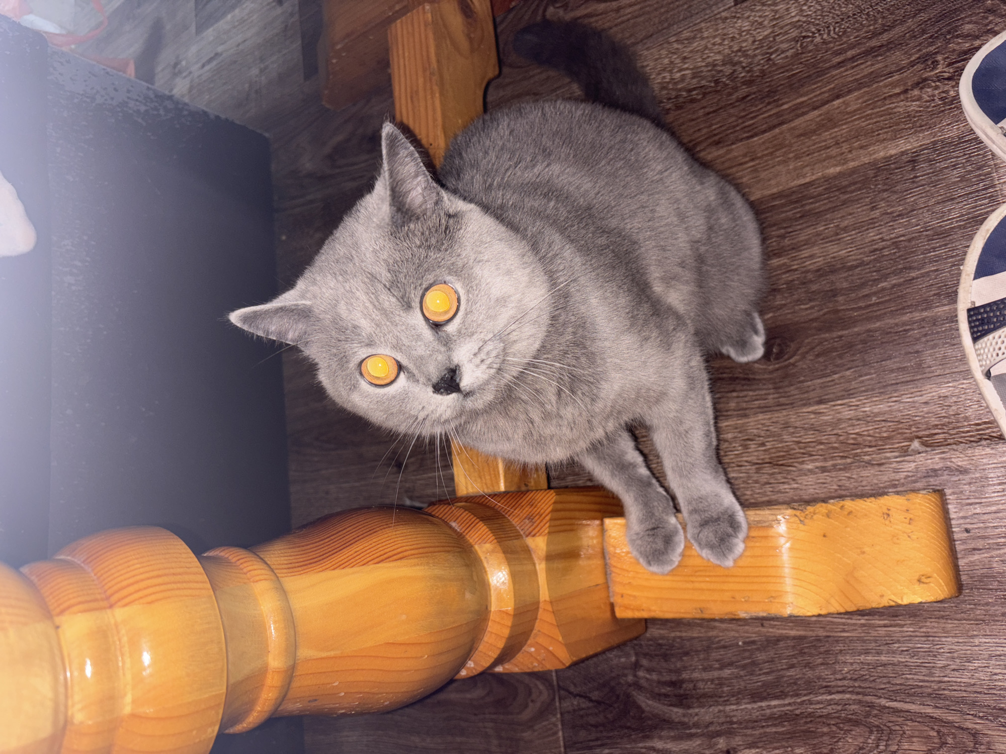An indoor scene in the city of Фоки, Russia, depicts a gray, short-haired cat sitting on a dark brown wooden floor, looking upwards and slightly to its left. The cat has distinctly bright orange, reflective eyes and is positioned next to a large, turned, light-colored wooden table or furniture leg. In the upper background, a dark, indistinct piece of furniture or object is visible. The lower right foreground shows the toe section of a blue and white striped shoe, indicating the presence of an individual (likely the photographer). The lighting suggests a flash was used.