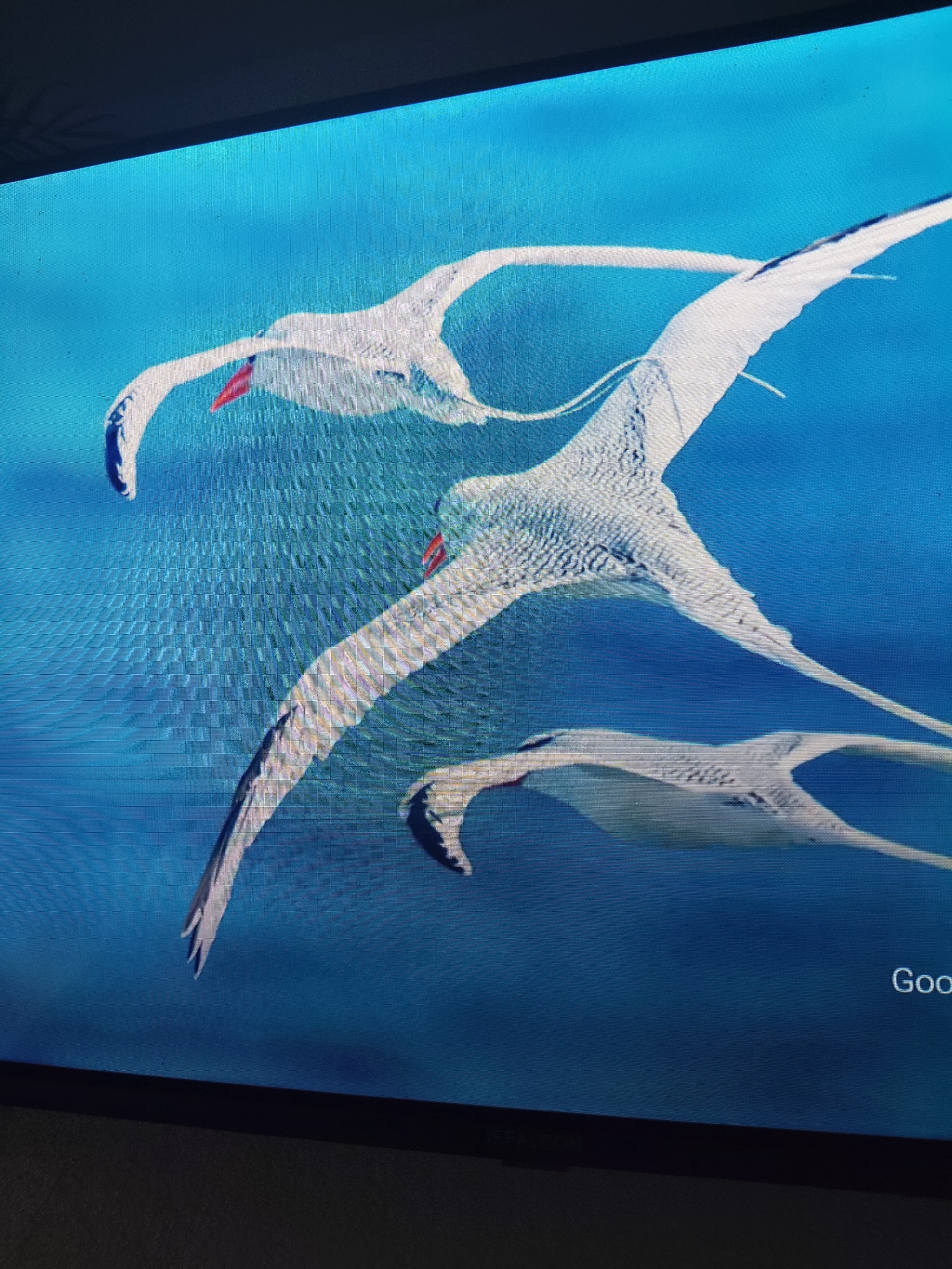 The image displays a digital rendering of three white birds with long wings and red beaks in flight against a blue background. The birds appear to be depicted in a stylized, somewhat abstract manner, with their forms outlined and textured. One bird is in the foreground, with its wings spread wide and its head turned downwards. Behind it, another bird is shown with its wings extended, and a third bird is visible in the upper portion of the frame, also in flight. The background is a uniform blue, suggesting open sky or water. The image is displayed on a screen, as evidenced by the visible pixelation and a portion of a dark frame at the top and bottom. The text "Goo" is faintly visible in the lower right corner of the screen. There is no indication of the city of Reftinsky, Russia, within the image itself.