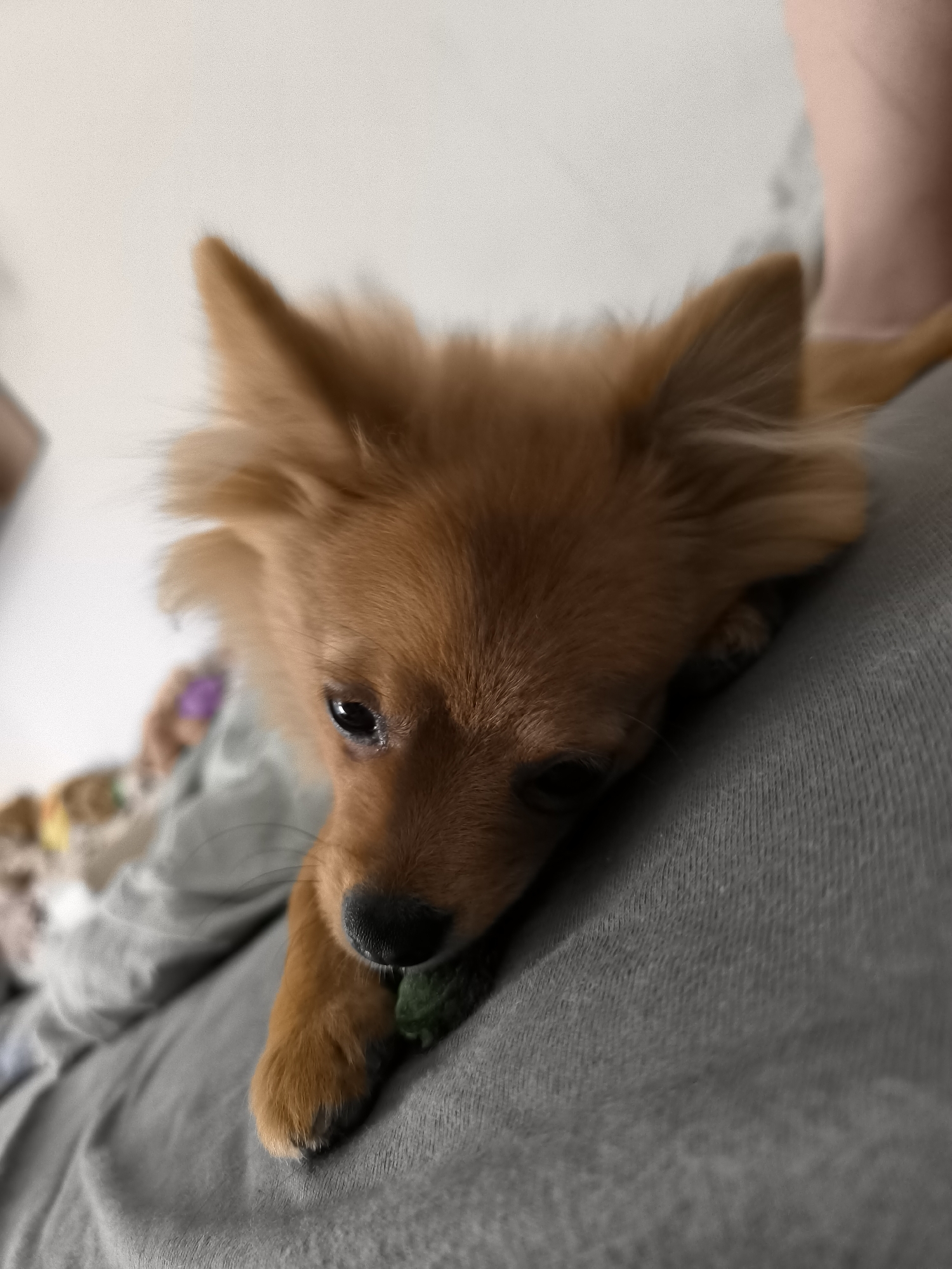 The media file is a close-up, low-angle shot of a small, light brown dog, likely a Pomeranian or similar breed, resting on a person's lap or leg. The dog's head is turned towards the camera, with its left eye visible and its gaze directed downwards. Its mouth is slightly open, and its front paw is resting on a small, green object, possibly a toy. The dog's fur is fluffy, especially around its ears and face.
The background is blurred, but appears to be indoors with a light-colored wall in the upper left. The dog is lying on a textured, grey fabric, which is likely clothing or upholstery. There are also hints of other colorful objects or blankets in the background, also out of focus.
The lighting suggests it's daytime, possibly indoors. The overall mood is one of quiet comfort and relaxation. The dog appears content and perhaps a little sleepy. There is no visible text in the media file.