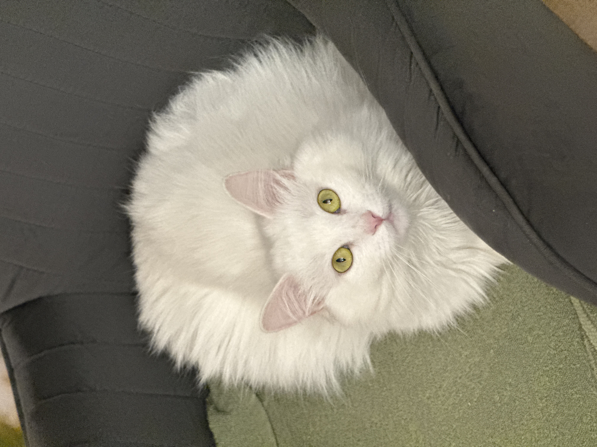 A fluffy white cat with bright yellow eyes and a pink nose is lying on a green textured surface, nestled between two dark gray cushioned surfaces. The cat's fur is long and appears soft, creating a voluminous appearance around its body. The cat is looking directly at the camera with its ears perked up. The lighting is dim, with the primary light source appearing to be from above and to the right, casting soft shadows. The scene suggests an indoor setting, possibly a home, with the cat resting comfortably.