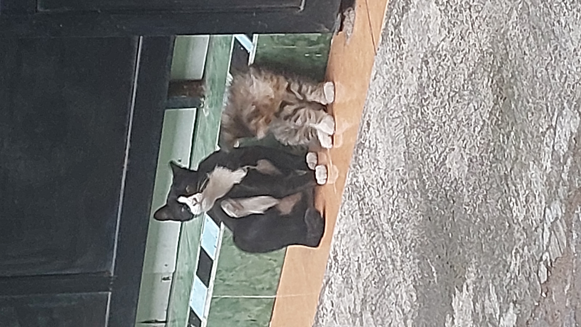 The image shows two cats, an adult black and white cat and a tabby kitten, sitting on an orange tiled surface in front of a dark fence or gate. The adult cat is mostly black with white markings on its chest and face, and it is scratching itself with its hind leg. The kitten is smaller and fluffy with striped fur. They are positioned near a wall with green and blue tiled accents. The scene appears to be outdoors, possibly in front of a residential building or a shop. The foreground shows a rough, grey textured surface, likely a pavement or walkway. The image quality is moderate, with some blurriness.