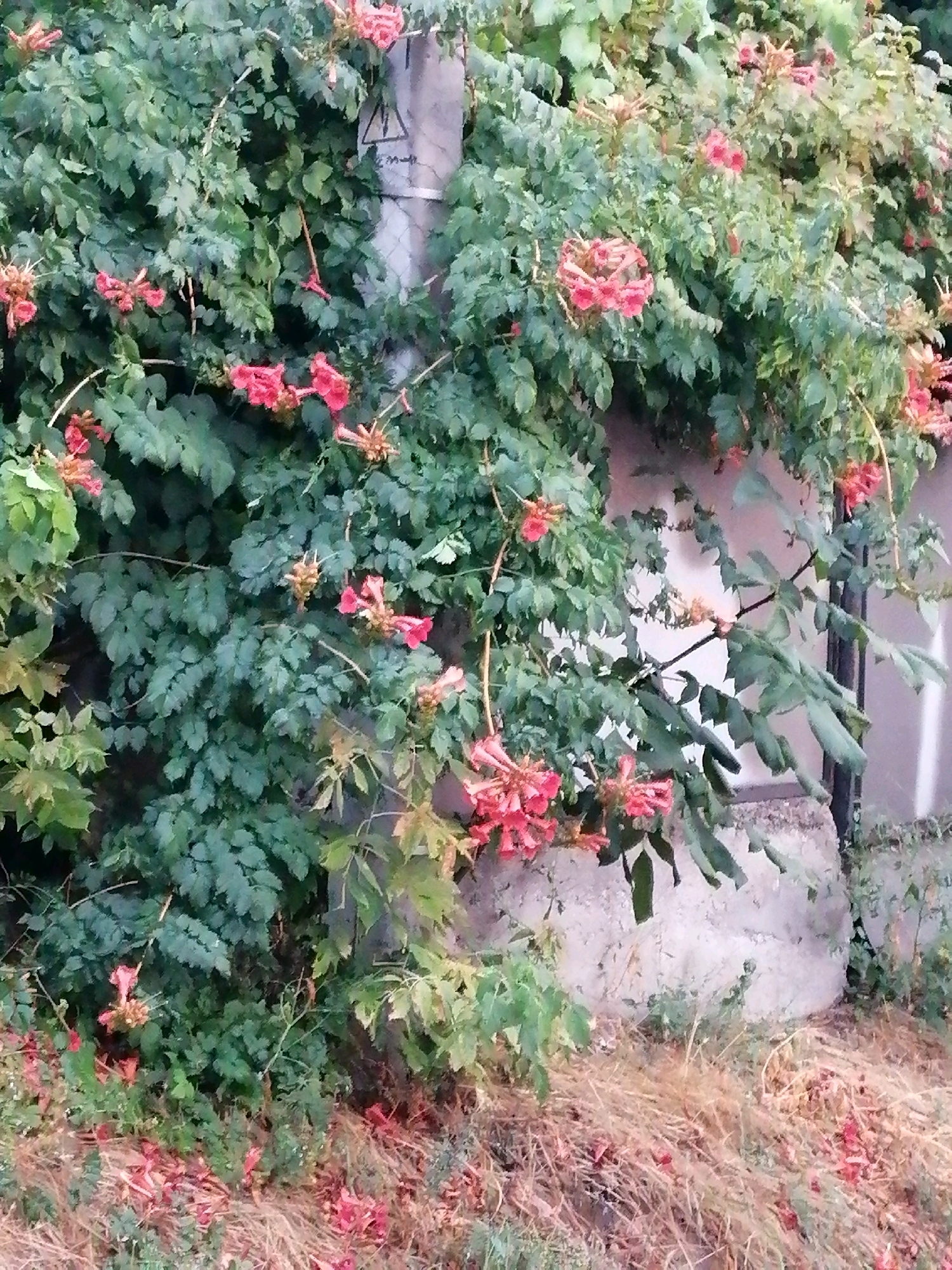 A dense cluster of trumpet-shaped coral-colored flowers, likely a species of Campsis, drapes over a concrete structure in Rostov-on-Don, Russia. The vibrant blooms contrast with the muted green foliage and the weathered grey concrete. A utility pole, partially obscured by the dense vegetation, stands to the left of the frame. The ground below is covered in dry, golden grass and scattered fallen petals, suggesting a late summer or early autumn setting. The overall scene depicts an overgrown urban landscape where nature is reclaiming man-made structures.