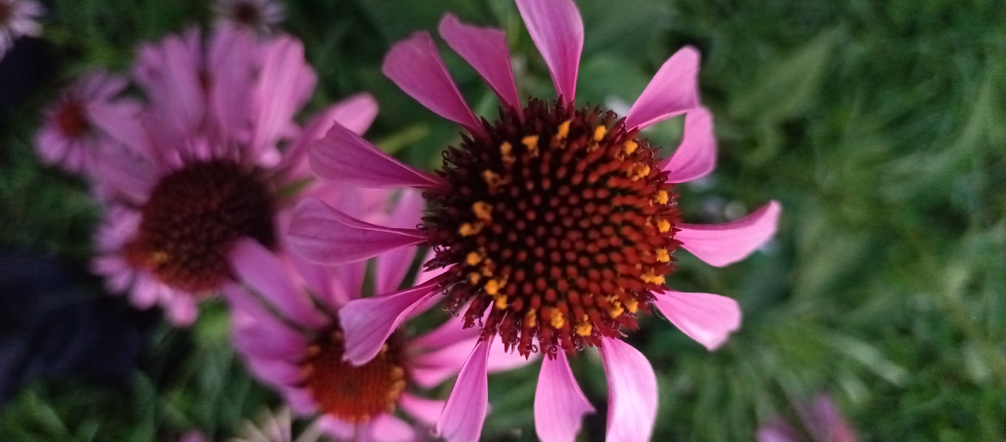 The image shows a close-up view of several pink coneflowers. The central flower, in sharp focus, displays a dark brown, spiky center covered in small yellow pollen. Its delicate pink petals radiate outwards, some slightly curled. To the left, another coneflower is partially visible, out of focus, with a similar pink hue and brown center. The background consists of blurred green foliage, suggesting a garden setting. The lighting is soft, likely from natural daylight. There is no indication of the city of Glukhovo, Russia, or any people or actions.