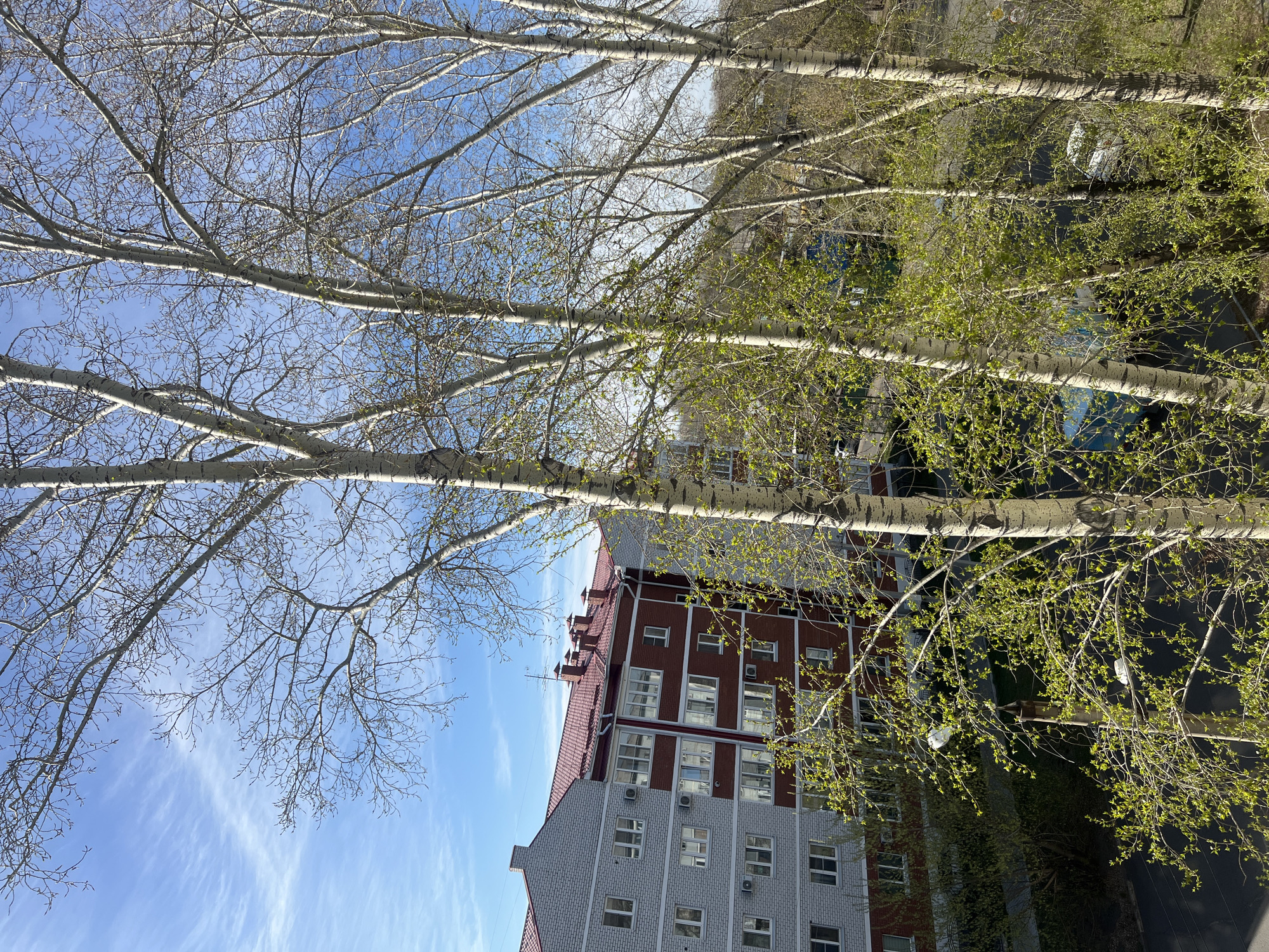 The image shows a building with red and grey brick walls, partially obscured by birch trees with white bark. Some of the trees have new green leaves while others are still bare. The sky is visible through the branches and is blue with wispy white clouds.