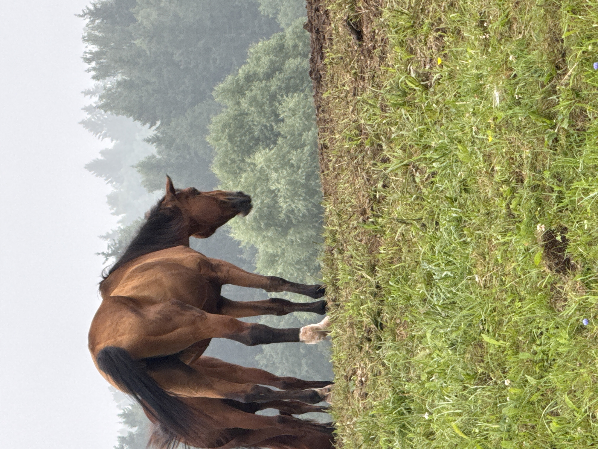 The image depicts two brown horses standing on a grassy hill with a dark brown, plowed field behind them. In the background, a dense forest of green trees stretches across the horizon, shrouded in a light mist or fog. The sky is overcast and appears gray. The horse in the foreground is facing away from the camera, with its head down, seemingly grazing. The second horse is partially visible behind the first, with its head also lowered. The ground is covered in green grass, with some patches of exposed dark soil. There are no visible humans in the image. The scene appears to be in a rural outdoor setting, possibly a pasture or farmland. Without further information, it is not possible to specify the location within Galinė, Lithuania.