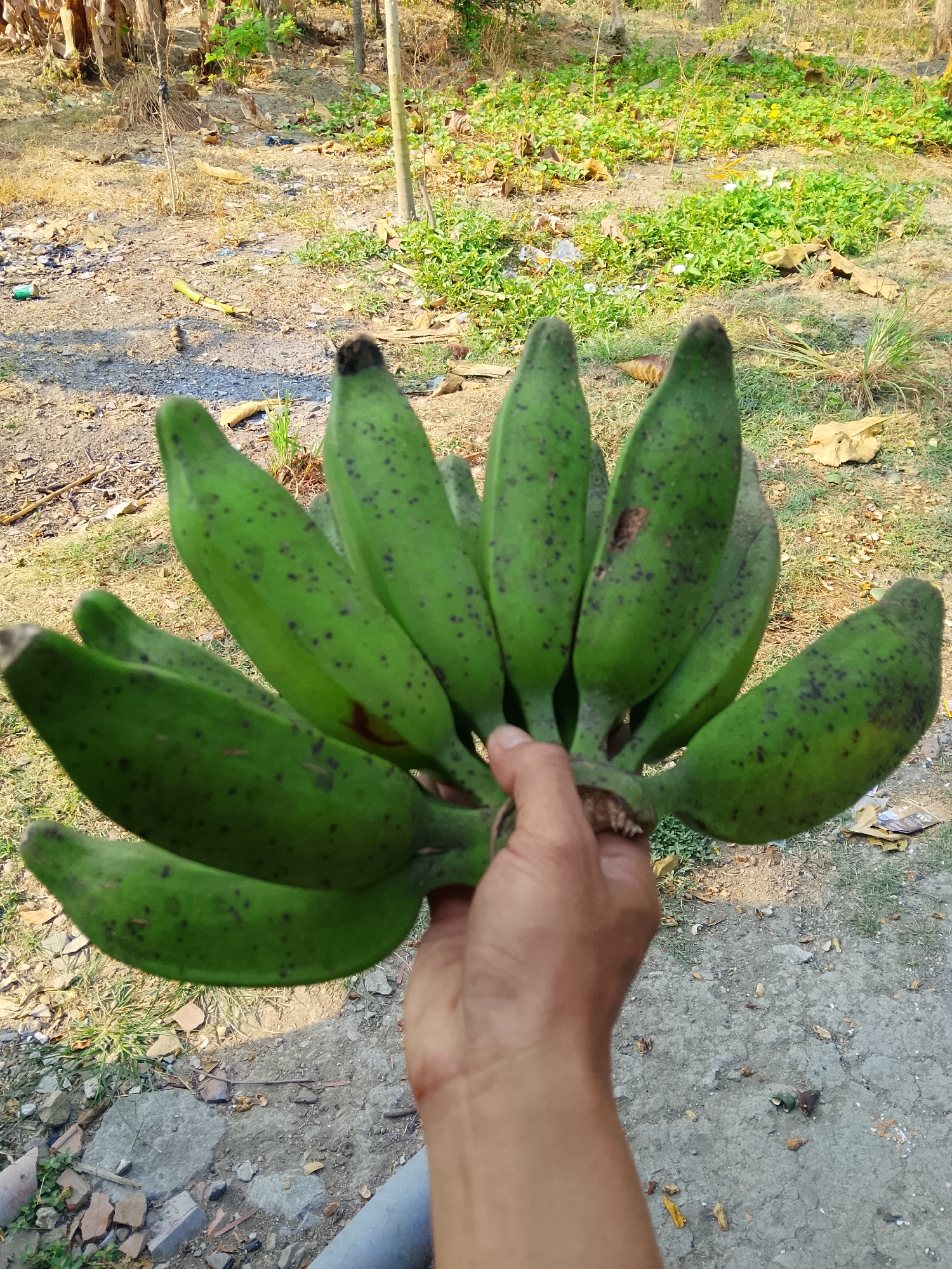 A person's hand is holding a bunch of unripe green bananas, which have small black spots on their skin, in an outdoor environment. The background consists of dry, cracked earth, sparse dry grass, some green vegetation, and debris, suggesting a rural or undeveloped area. The lighting indicates it is daytime, possibly late afternoon due to the long shadows. The overall scene is one of a simple, everyday moment, likely in the village of Kasiman, Indonesia, given the context provided, characterized by its natural elements and unadorned setting.