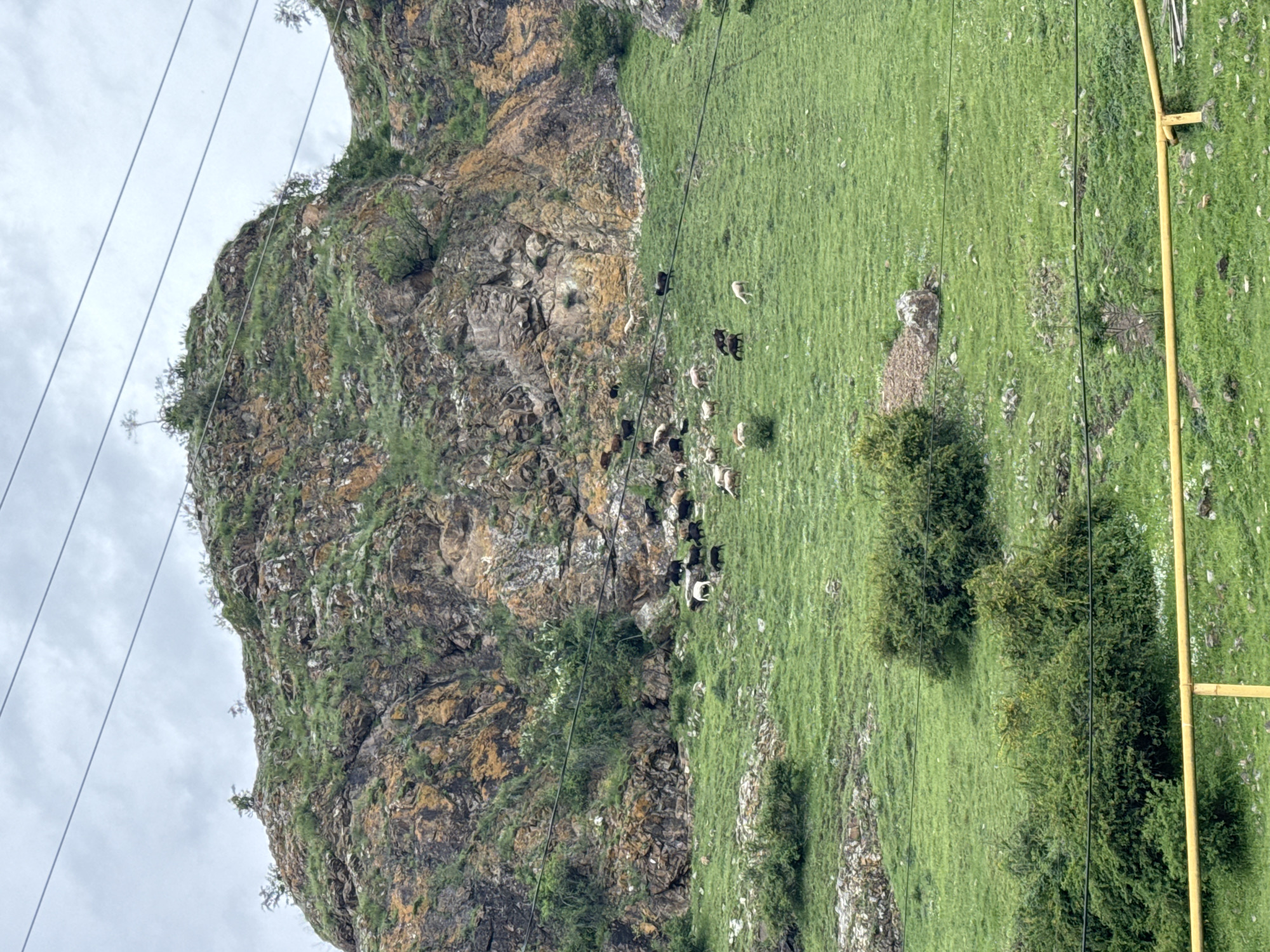 The image shows a rocky hillside in Каменномостский, Russia. The hillside is covered in green grass and vegetation. A herd of goats is grazing on the hillside. There are electrical wires and yellow gas pipes crossing the landscape. The sky is overcast.