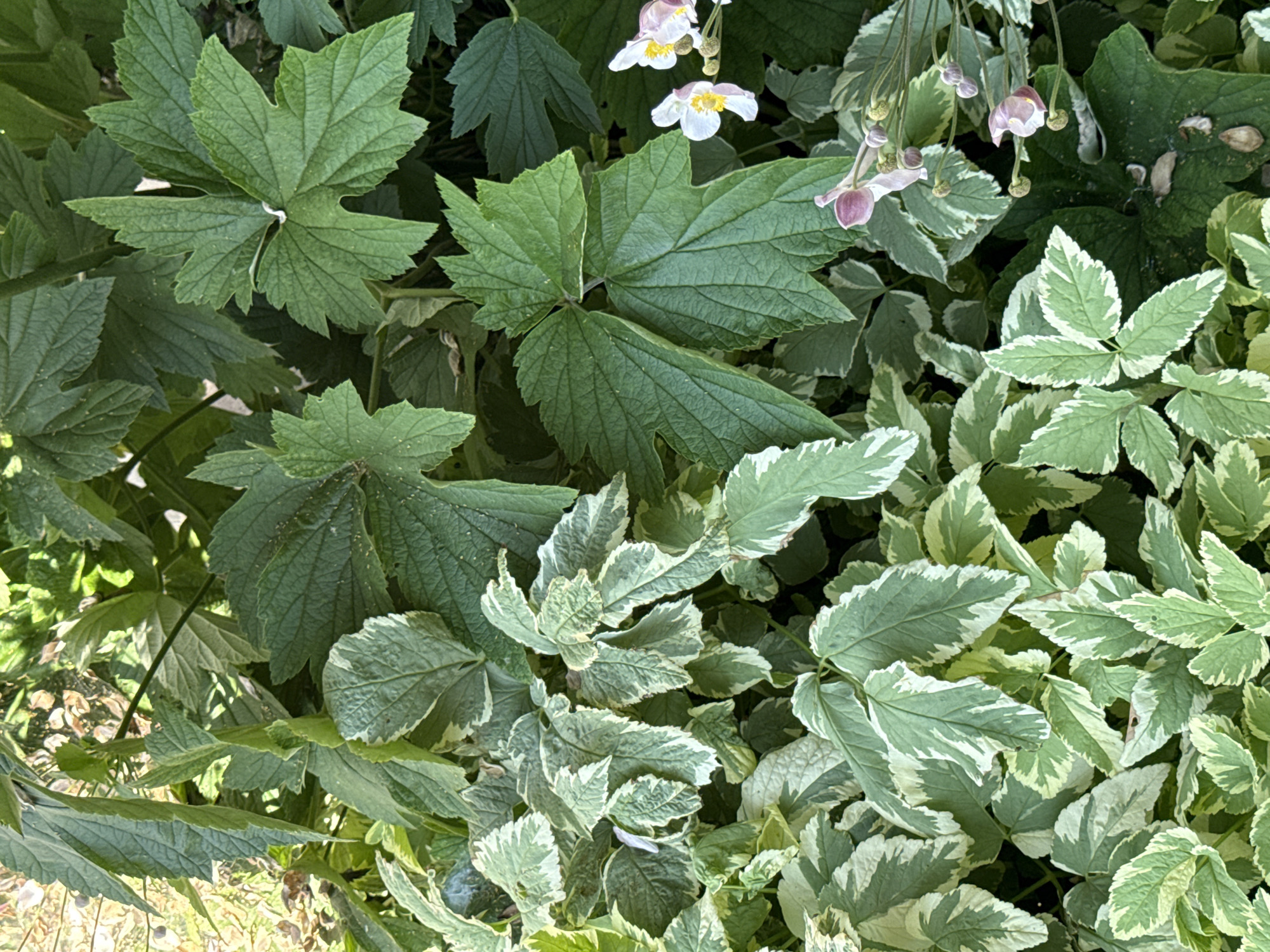 This is a close-up, top-down photograph of lush green foliage in Okhtyrka, Ukraine. The image is filled with various plants, dominated by large, lobed green leaves and smaller, variegated leaves with white edges. In the upper right and lower right corners, there are delicate pink and white flowers with yellow centers, some in bloom and others as buds. The overall impression is of a well-maintained garden or natural green space, bathed in natural light that creates subtle shadows among the leaves. There are no people or animals visible in the frame.