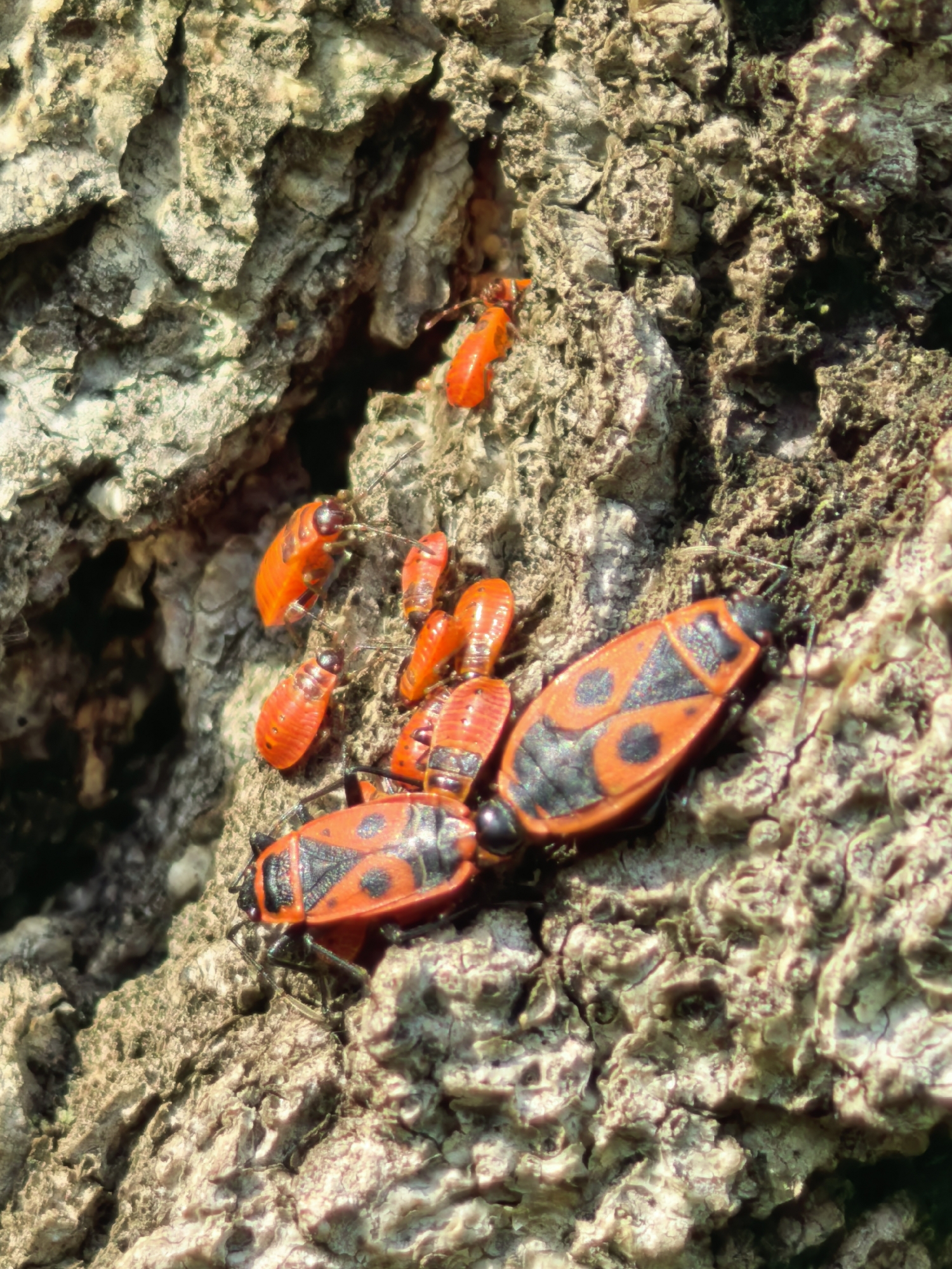 A close-up, high-angle shot captures a cluster of firebugs (Pyrrhocoris apterus) on the textured bark of a tree. The scene is brightly lit by natural sunlight, suggesting a clear day.
The primary subjects are several red and black insects in various stages of development. There are at least three adult firebugs, characterized by their vibrant orange-red bodies with distinctive black patterns on their backs, resembling two circular spots and a triangular shape. Their heads and legs are black. Interspersed among the adults, and in greater number, are several smaller, uniformly bright orange-red nymphs, lacking the elaborate black markings of the adults. These nymphs are clustered together, some appearing to crawl or rest.
The insects are situated on rough, weathered tree bark, which provides a natural, organic backdrop. The bark displays varying shades of light brown, grey, and hints of green, with deep crevices and uneven surfaces, indicating the age and texture of the tree. Strong shadows and highlights are cast across the bark and the insects due to the direct sunlight, enhancing the three-dimensional quality of the scene. No discernible activity beyond resting or slow movement is depicted. There is no visible text. The location context provided is Sterlitamak, Russia.