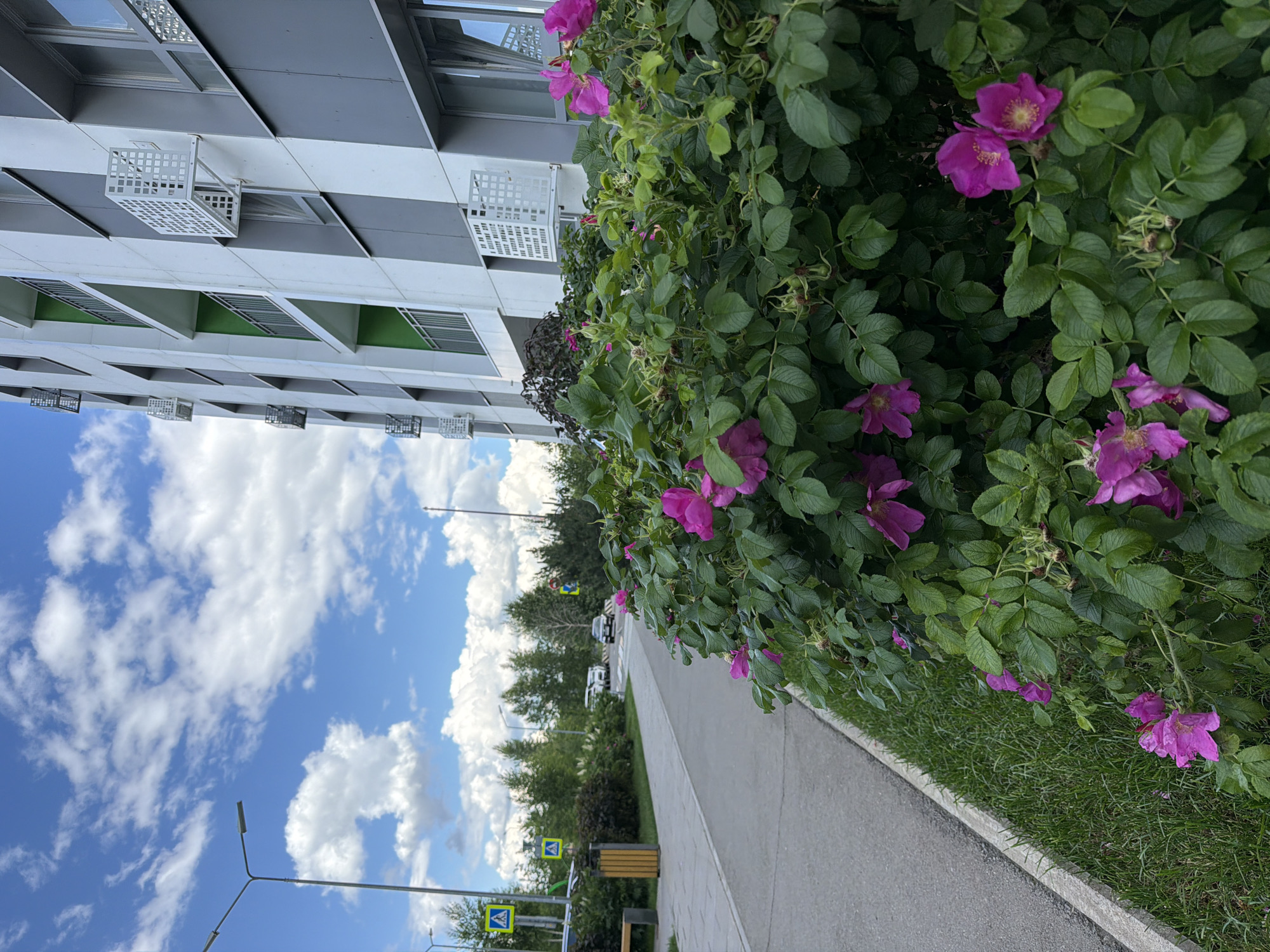 This media file depicts a street scene in Kazan, Russia, likely during daylight hours on a clear day with scattered clouds. The foreground is dominated by a lush, green bush with vibrant pink flowers, possibly wild roses. Adjacent to the bush is a paved sidewalk and a grassy area.
In the background, a modern, multi-story building with a distinctive facade featuring a combination of grey and white panels and numerous windows is visible. Some windows appear to have green coverings. Small, white, grid-like structures are attached to the exterior of the building, possibly air conditioning units or decorative elements.
Further down the sidewalk, several yellow and blue pedestrian crossing signs are visible, indicating a road nearby. White cars are parked or driving on the road. Streetlights are also present.
The image is taken from a low angle, looking upwards towards the building and the sky. The overall impression is one of an urban environment with elements of nature, suggesting a well-maintained public space. There are no people visible in the image. The mood is peaceful and serene, with the bright flowers and blue sky creating a cheerful atmosphere.