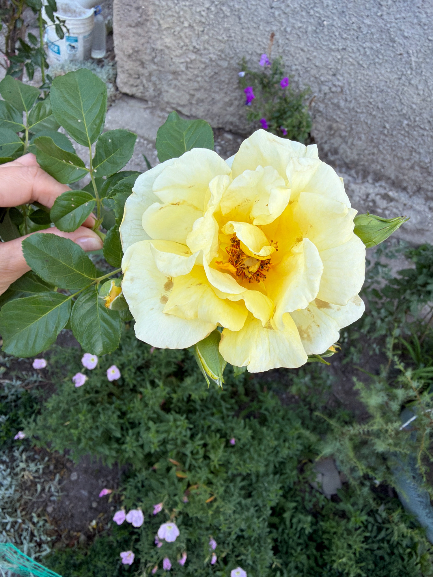 A close-up, eye-level shot captures a pale yellow rose in full bloom, its delicate petals unfurling towards the viewer. The rose is the dominant subject, positioned in the upper right quadrant of the frame. Its center is a swirl of stamens and pistils, tinged with a deeper yellow and hints of brown. Surrounding the bloom are several green leaves, some showing signs of minor damage or discoloration, and a small, unopened rosebud. A human hand, with visible fingernails and skin texture, gently supports the stem of the rose, suggesting it is being held or examined.
The background is a soft blur of the natural environment, indicative of an outdoor setting, likely a garden or a yard. In the mid-ground, a cluster of small, purple flowers adds a touch of contrasting color. Further back, a rough, grey concrete wall forms a textured backdrop, with subtle shadows and imperfections visible. To the left of the rose, out-of-focus white buckets and a clear bottle are partially visible, suggesting the presence of gardening supplies or perhaps household items. The overall lighting suggests it is daytime, with soft, natural light illuminating the scene. The image evokes a sense of natural beauty and perhaps a moment of quiet appreciation for the bloom. The location of Перовское сельское поселение, Ukraine, is not discernible from the visual information presented in the image.