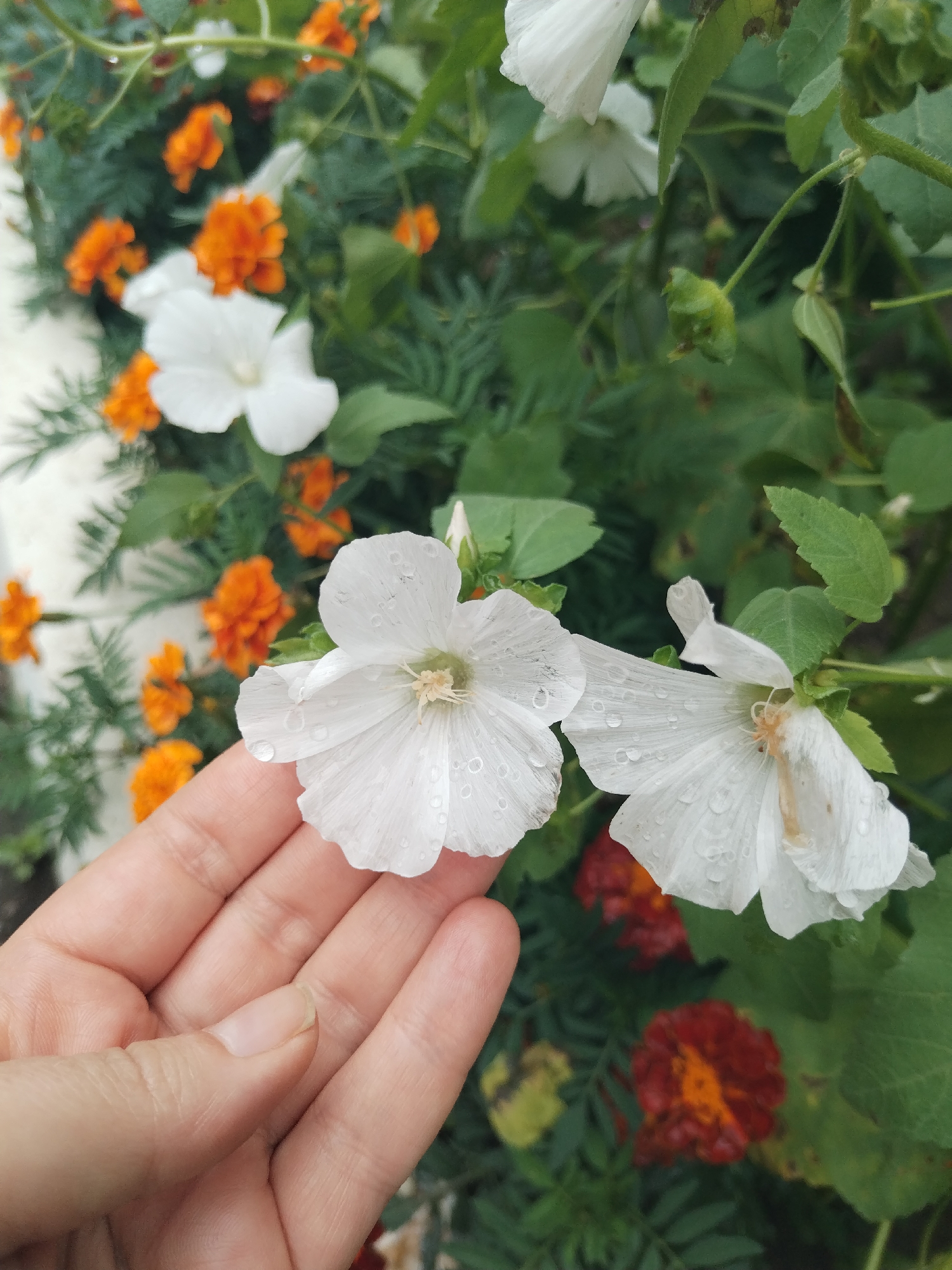 A close-up, slightly out-of-focus shot captures a human hand gently supporting a white flower with dew drops on its petals. The flower is white and delicate, with visible stamens. Behind it, a cluster of bright orange marigolds and other green foliage creates a vibrant, natural backdrop. The scene appears to be outdoors, possibly in a garden or park setting. The presence of dew suggests it may be early morning. There is no specific indication of the city of Ussurijsk, Russia, within the image itself.