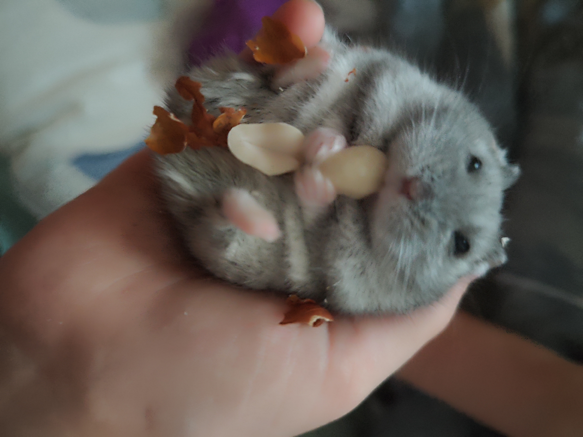 A close-up shot shows a person's hand holding a hamster. The hamster is light gray with darker gray stripes and is lying on its back. Its paws are extended, and it appears to be holding small pieces of food, possibly nuts or seeds, and possibly some pieces of shell. The hamster's eyes are small and dark, and its nose is pink. The background is blurred, but appears to be indoors with some light-colored fabric and a darker object. The image does not provide any information or context related to the city of Makiivka, Ukraine.