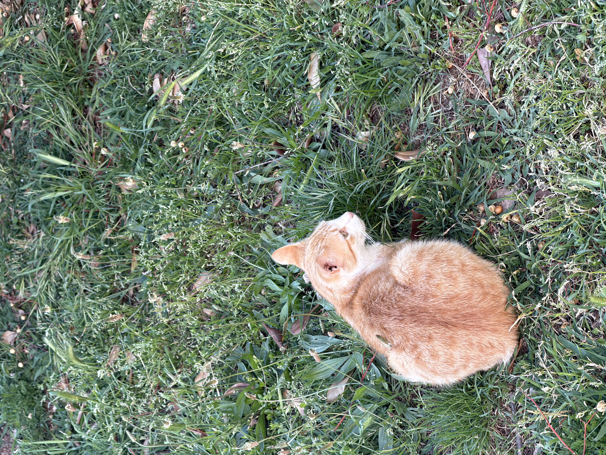 A curled-up, light-orange cat rests in a grassy area. The location is Petrovac centar, Montenegro.