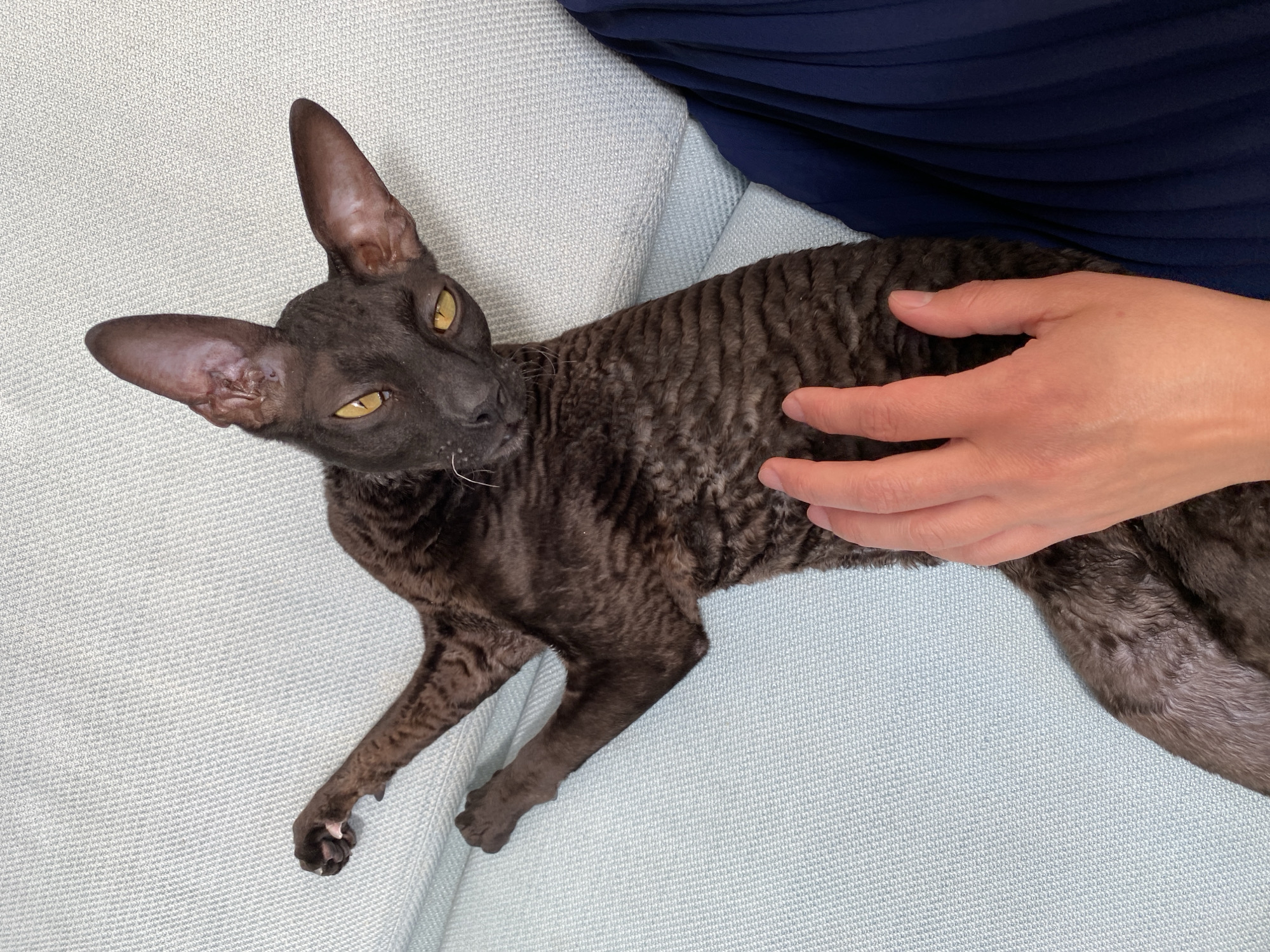 In Flammersfeld, Germany, a dark-colored Cornish Rex cat lies on its back on a light blue sofa. Its curly fur is visible, and its limbs are extended. A human hand, with skin tone appearing to be fair to medium, is gently petting the cat's back. The cat's head is tilted, and its yellow eyes are open, looking towards the camera. A portion of a dark blue garment, possibly clothing, is visible in the lower left of the frame, suggesting the presence of a person sitting or lying on the sofa next to the cat. The sofa's textured upholstery fills the background.