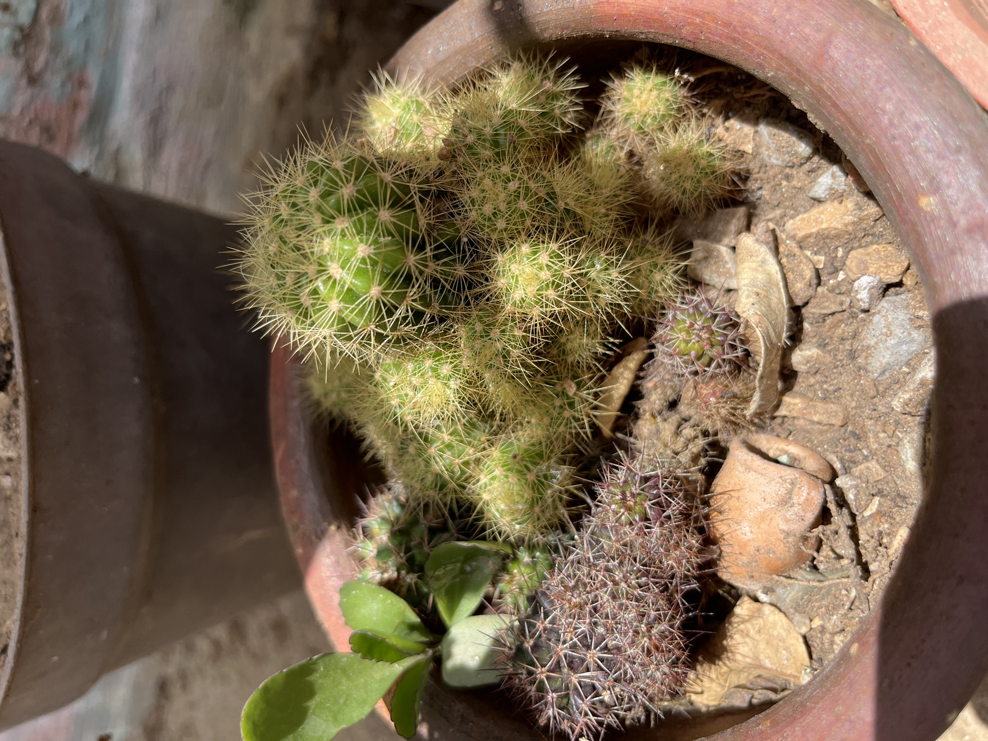 This is a close-up, top-down view of a terracotta pot containing a variety of cacti and succulents. The pot is filled with soil, small rocks, and dried leaves. In the center of the pot is a cluster of green cacti with numerous yellow spines. To the right of the green cacti are smaller, brownish-red cacti with white spines. A succulent plant with green leaves is visible in the lower left corner of the pot. A small, broken piece of terracotta pottery is also present in the soil. The scene is lit by sunlight, creating shadows on the pot and the surrounding area.
This image does not contain enough information to conclude with certainty that this image was taken in Juan Griego, Venezuela.