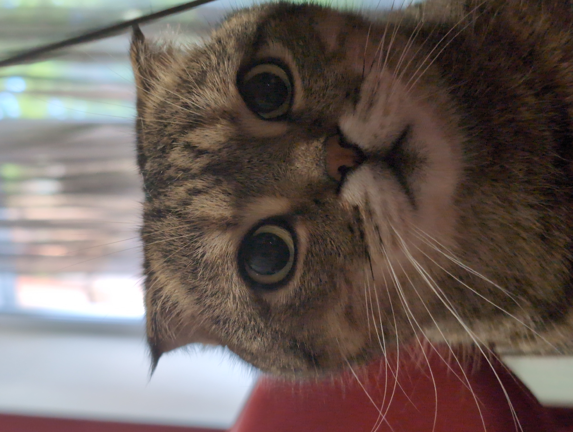 A close-up, head-on, medium shot shows a tabby cat with wide, dark eyes and folded ears looking directly at the camera. The cat's fur is a mix of brown and black stripes. Its long, white whiskers fan out from its nose. The background is blurred and appears to be an indoor setting with soft lighting filtering through a window with sheer curtains. There are hints of red on the left side of the frame, possibly a piece of furniture. The image is centered on the cat's face, with only the top portion of its body visible. There is no information available about the location of this image in the city of Kyiv, Ukraine.