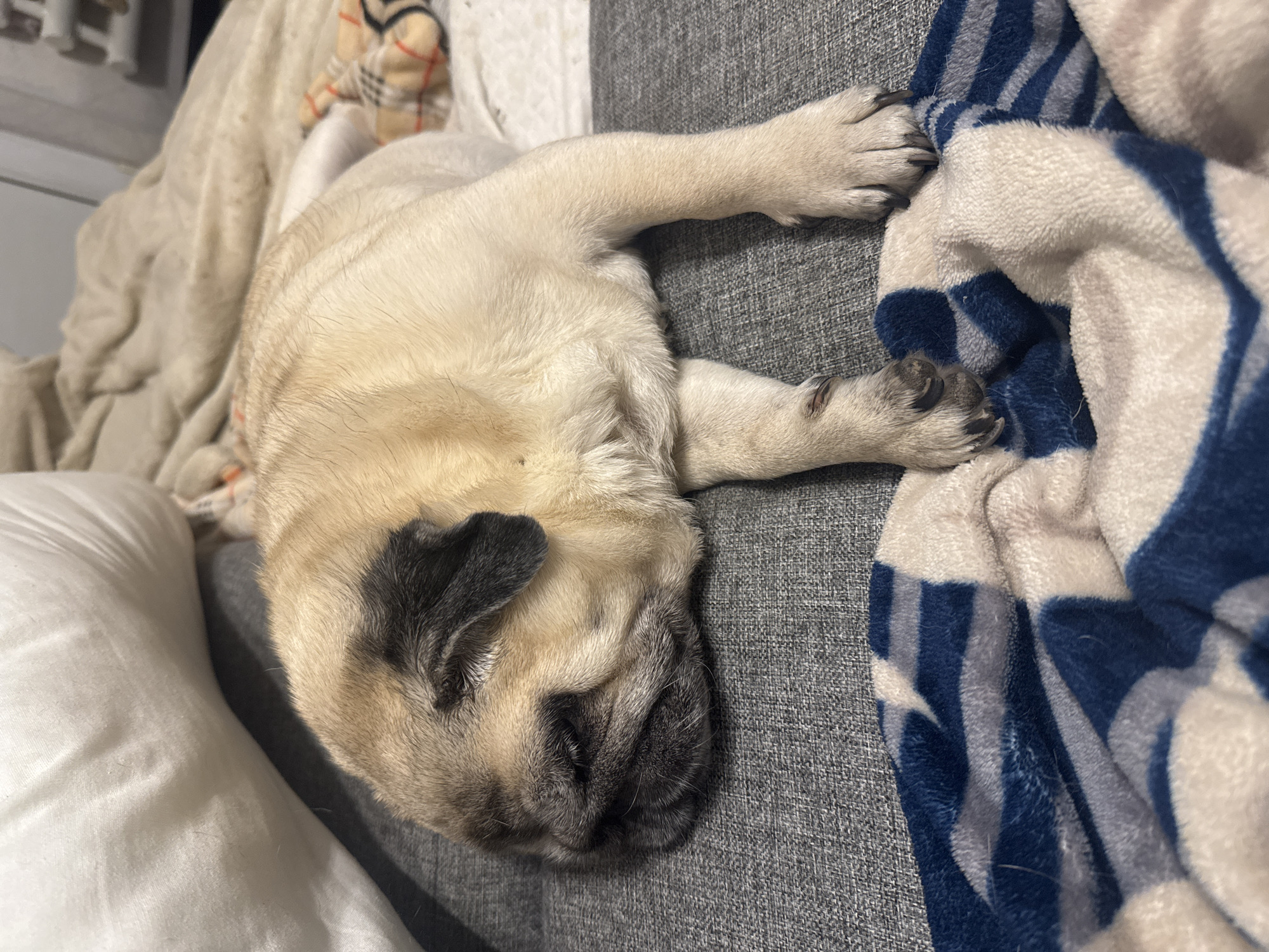 A fawn-colored pug dog is sleeping on a gray couch. The dog is lying on its side with its head resting on the couch cushion. A blue and white patterned blanket is draped over the couch in front of the dog. In the background, there is a beige blanket and a white pillow. The scene appears to be indoors, in a residential setting. There is no information available about the location in Bishkek City, Kyrgyzstan.