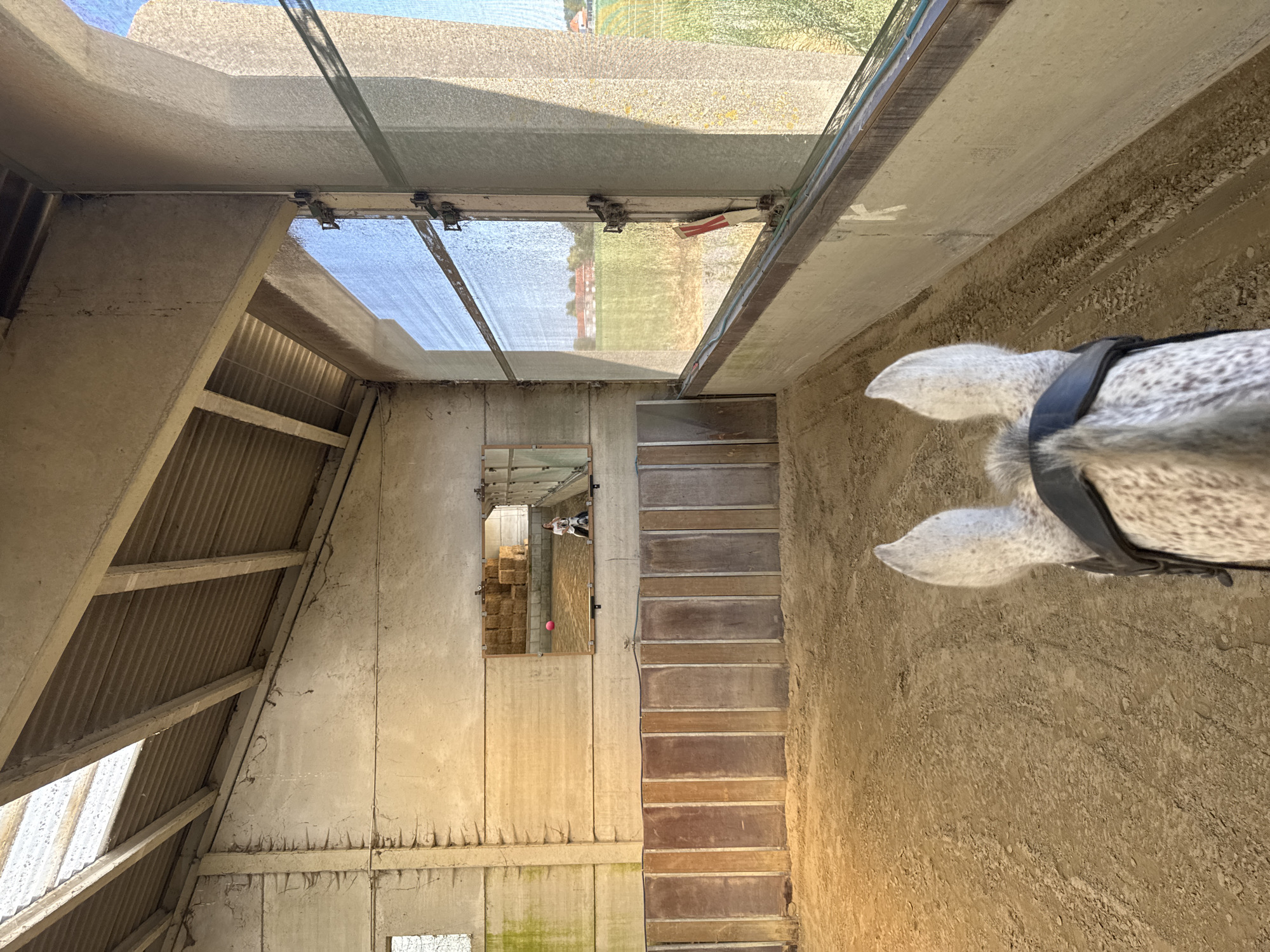 The image shows an indoor stable or barn setting, with a horse's head and neck visible in the foreground on the right. The horse has a speckled grey coat and is wearing a black halter. The scene appears to be viewed from the horse's perspective, looking forward.
The environment is constructed with concrete walls and a corrugated metal roof supported by beams, suggesting an agricultural or industrial building. A section of the roof is made of a translucent material, allowing sunlight to filter in, creating a bright and somewhat diffused lighting effect. This suggests it is daytime.
In the background, there is a set of wooden stairs leading upwards. To the left of the stairs, a mirror is mounted on the concrete wall. The mirror reflects a portion of the stable, showing bales of hay stacked behind it and a person in the reflection who appears to be holding a pink ball. The overall impression is one of a functional, albeit perhaps rustic, animal housing facility. The view of the outdoors through the translucent roof shows hints of greenery and buildings, suggesting a rural or semi-rural location. The image is taken in Estaimpuis, Belgium.