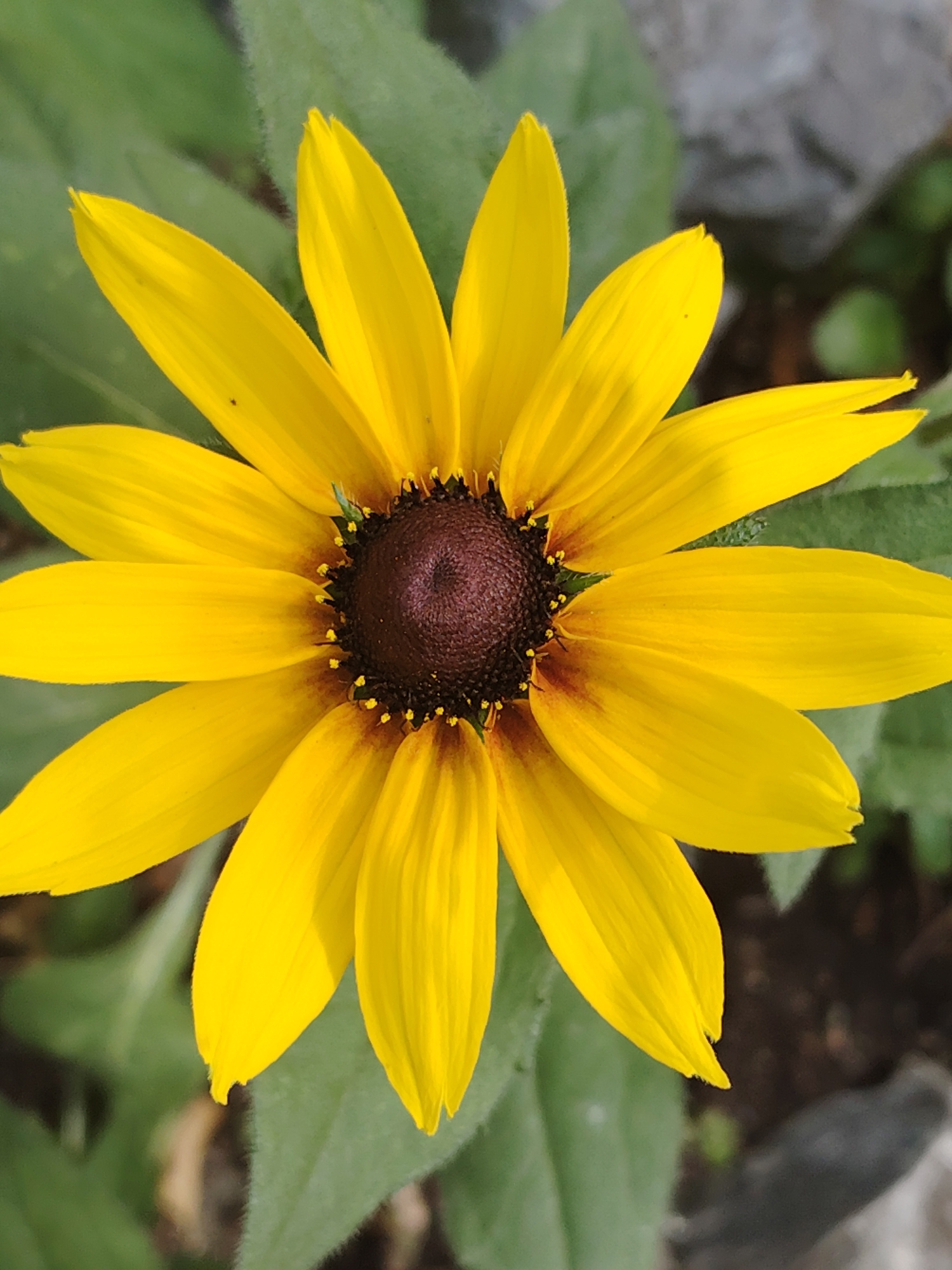 This is a close-up, top-down, eye-level, full-frame shot of a bright yellow Black-Eyed Susan flower. The flower has a dark brown, textured center surrounded by numerous elongated, pointed yellow petals. The petals have faint lines running through them, indicating their texture. The background is softly blurred, with green foliage and some gray, rocky elements visible. There are no people or animals in the image. The scene is outdoors, in a natural or garden setting. The location is not specified beyond the city of Novosibirsk, Russia.