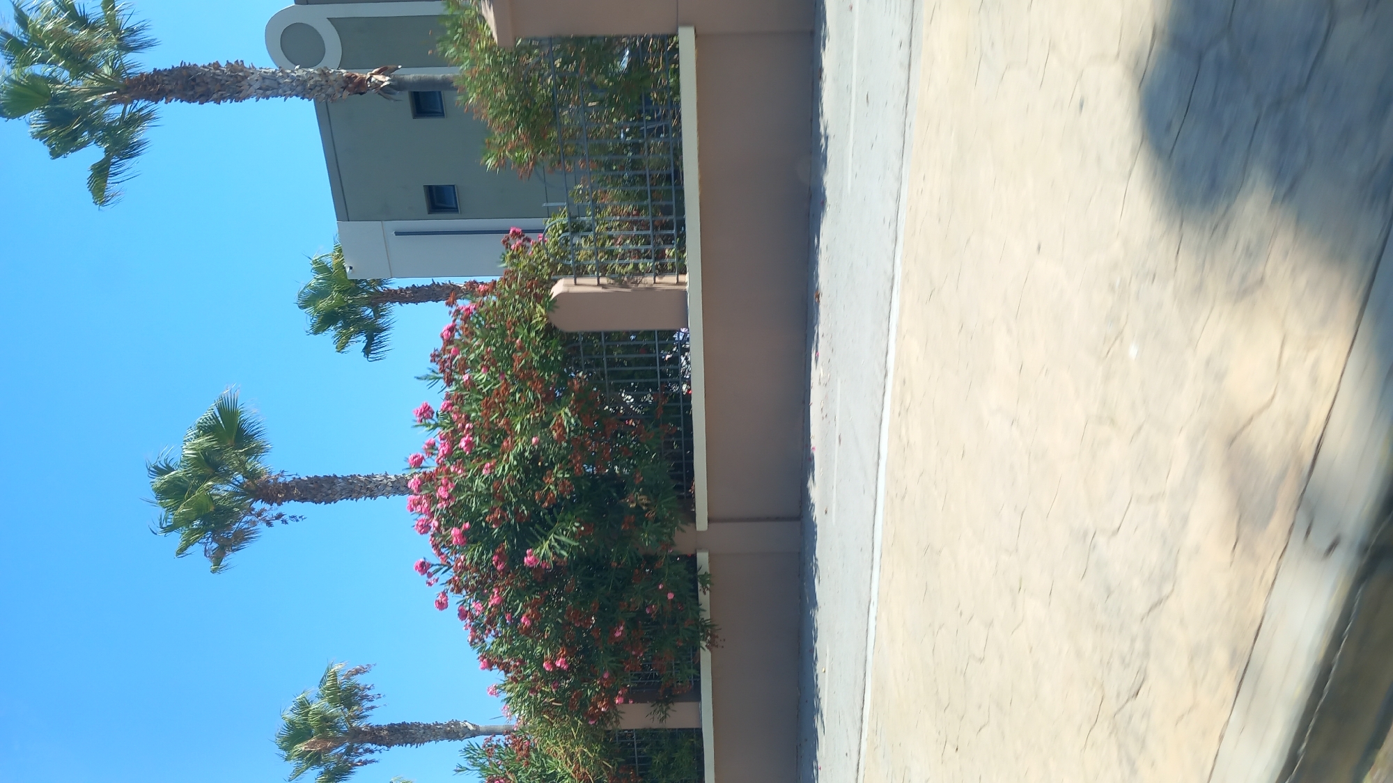 The image displays a scene of a clear blue sky with several palm trees in the background. In the foreground, a beige concrete wall runs horizontally, topped with a dark metal fence. Behind the fence, a vibrant bush with pink flowers is visible. To the right of the bush, a portion of a building with green and grey sections is seen. The ground in the immediate foreground is a light-colored textured surface, possibly pavement. The overall impression is a sunny day in a coastal or tropical setting, likely in a city like Kos, Greece, given the presence of palm trees and Mediterranean-style architecture. There are no people or animals visible in the image. The image appears to be taken from a slightly elevated position, possibly from a moving vehicle.