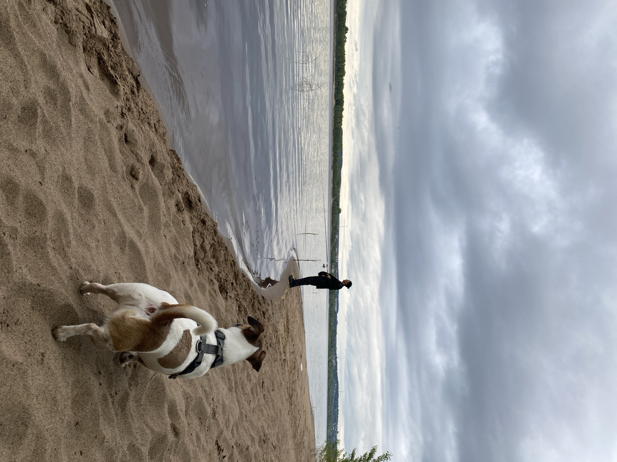 This image depicts an overcast daytime scene on a sandy riverbank in Chaikovsky, Russia. The foreground and midground feature a wide, calm body of water, likely the Kama River, with a distinct sandy beach bordering it. The water's surface, a muted grey-blue, reflects the heavily clouded, uniformly grey sky, which lacks direct sunlight.
On the sandy shore, a person stands facing the water, positioned at the water's edge. This individual is dressed in dark clothing, including what appears to be a black jacket or coat and dark pants, with a dark head covering. They are engaged in an activity suggesting fishing, holding a long, thin object resembling a fishing rod, with another stick or rod support planted vertically in the sand nearby.
In the immediate foreground, with its back to the viewer, is a small dog, consistent with a Jack Russell Terrier breed. The dog has white fur with irregular brown patches on its back and hindquarters, and a brown tail curled upwards. It wears a dark-colored harness across its shoulders and back. The dog is positioned on the sand, looking intently towards the person and the water. The sandy beach exhibits varying textures and visible footprints. A few thin, bare branches or reeds protrude from the water near the shoreline.
The distant bank of the river is lined with a dense, unbroken strip of dark green deciduous trees. Beyond the treeline, a light-colored horizon reveals faint outlines of distant urban structures and a tall, slender tower on the far right side, indicating proximity to a developed area. The overall scene conveys a quiet, tranquil atmosphere under the diffused light of the overcast sky.