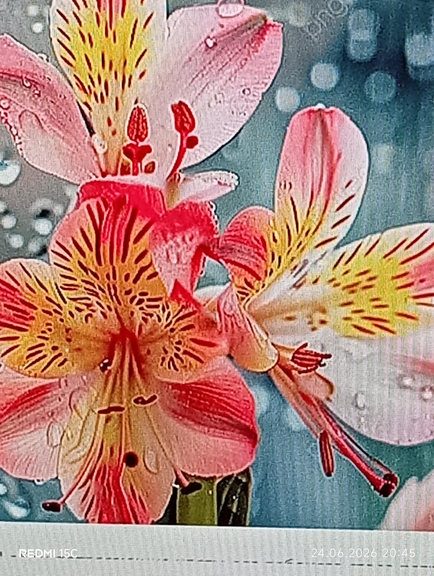 This is a close-up, low-angle shot of pink and yellow alstroemeria flowers, also known as Peruvian lilies. The flowers are wet, with visible water droplets on their petals, suggesting they have been recently rained on or watered. The background is a soft-focus blue, with bokeh effects, hinting at an outdoor setting, possibly a garden. The lighting appears natural, and the time of day is suggested by the timestamp in the bottom right corner of the image.
Notable details include the intricate red veining on the yellow and pink petals, and the delicate stamen of the flowers. The overall mood is serene and natural, emphasizing the beauty of the flowers.
Visible text includes "REDMI 15C" on the bottom left and "24.06.2026 20:45" on the bottom right. The location context provided is Mykolaivka, Ukraine.