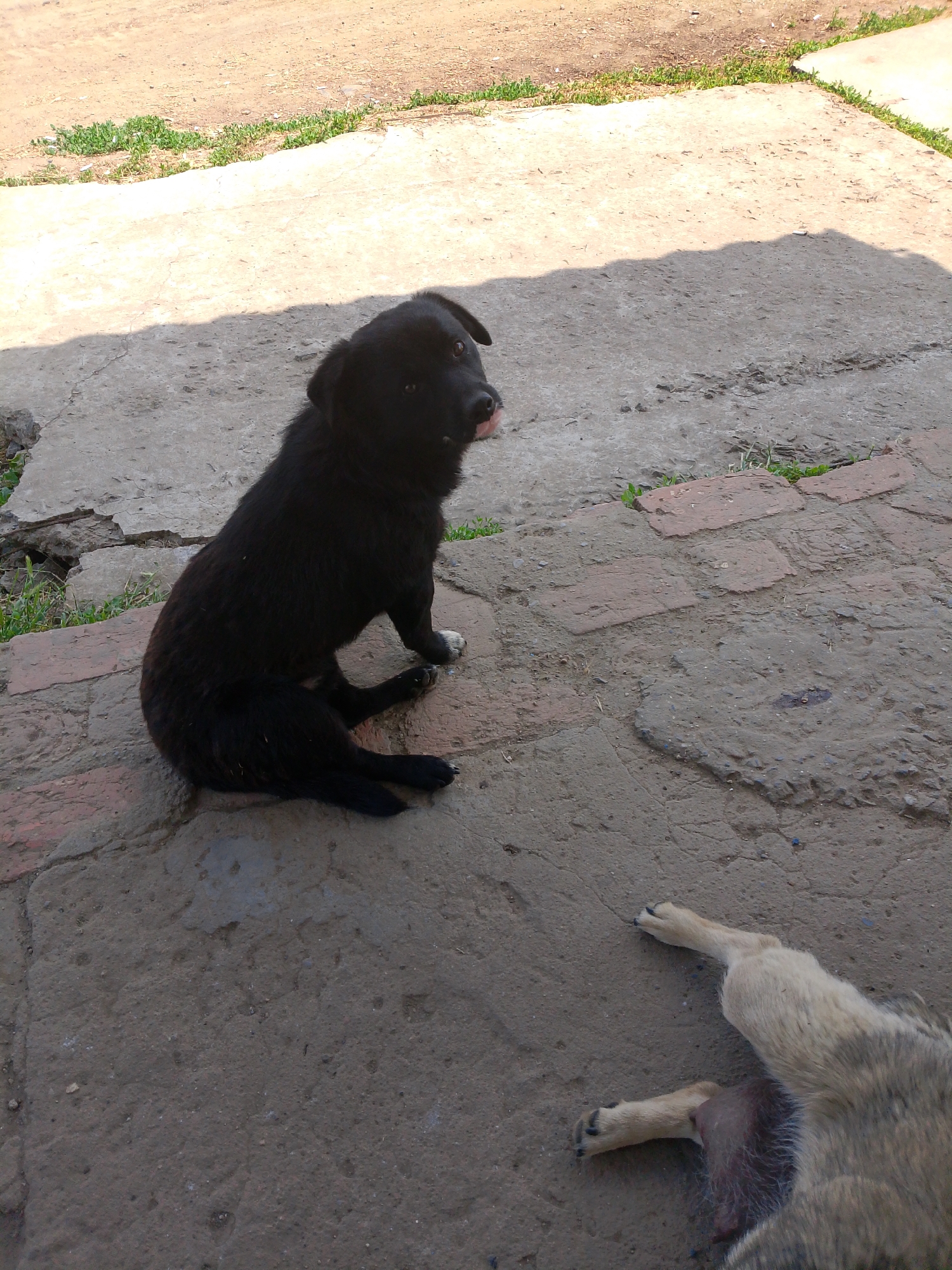 A black dog is sitting on a concrete and brick ground. The dog is looking to its right with its tongue slightly out. To the right of the black dog, another dog is lying on its back with its legs in the air. The ground is cracked and uneven with some patches of grass. The scene appears to be outdoors in a rural or semi-rural area. The location is identified as Dobra Krynytsia, Ukraine.