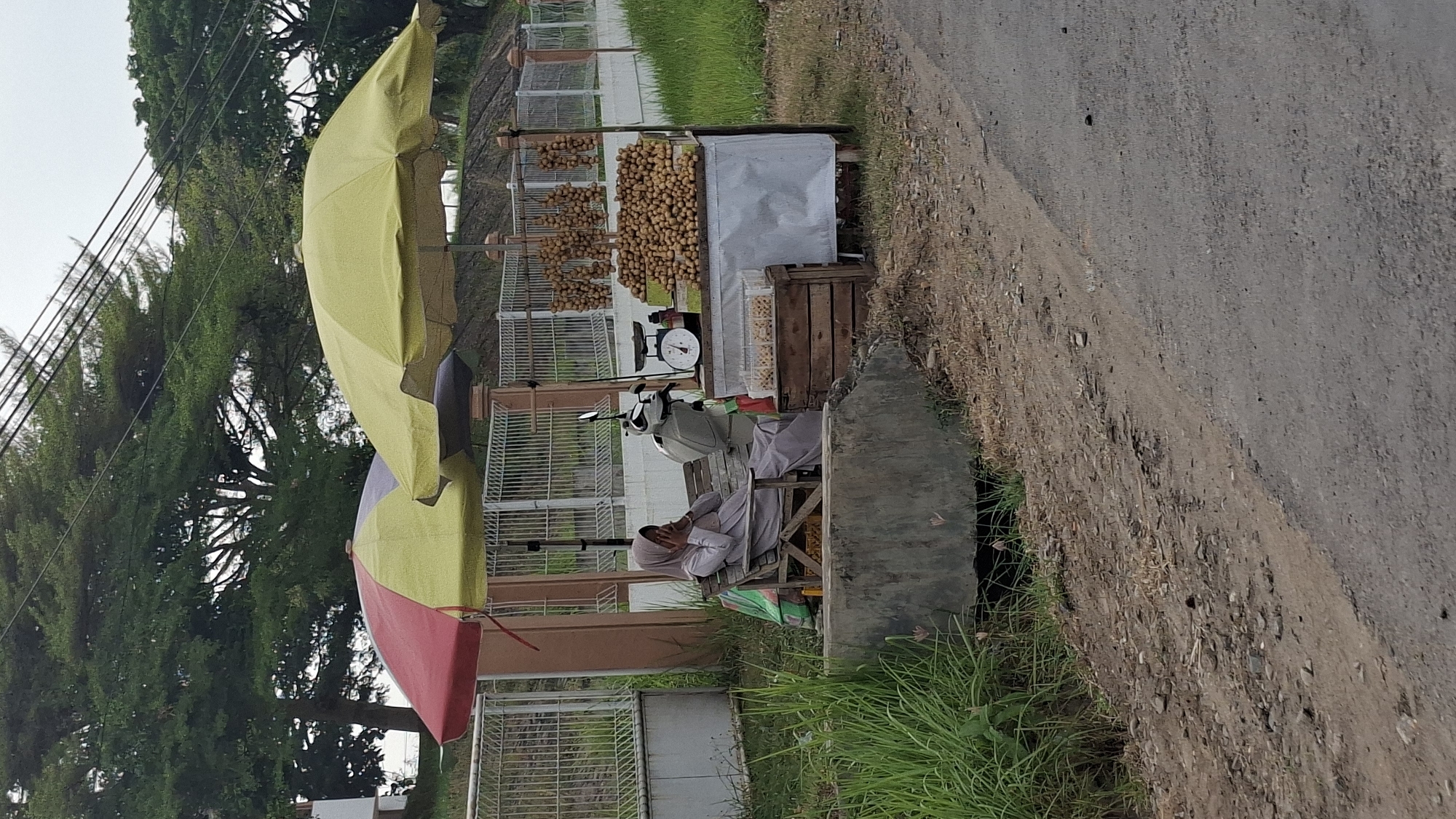 A lone vendor, wearing a hijab and modest grey clothing, sits on a wooden bench next to a roadside stall in Lhokseumawe, Indonesia. The stall displays a large pile of round, light-brown fruits, likely longans, along with some bunches of the same fruit hanging from a frame. A white sheet covers the front of the stall, and a weighing scale sits on a small table. A light-colored scooter is parked behind the vendor. The stall is shaded by two large, brightly colored umbrellas, one red and yellow, the other yellow. The vendor appears to be looking down and covering her mouth with her hand. The scene is set against a backdrop of lush green trees and a cloudy sky. A concrete structure and overgrown grass are visible in the foreground, with a paved road running alongside.