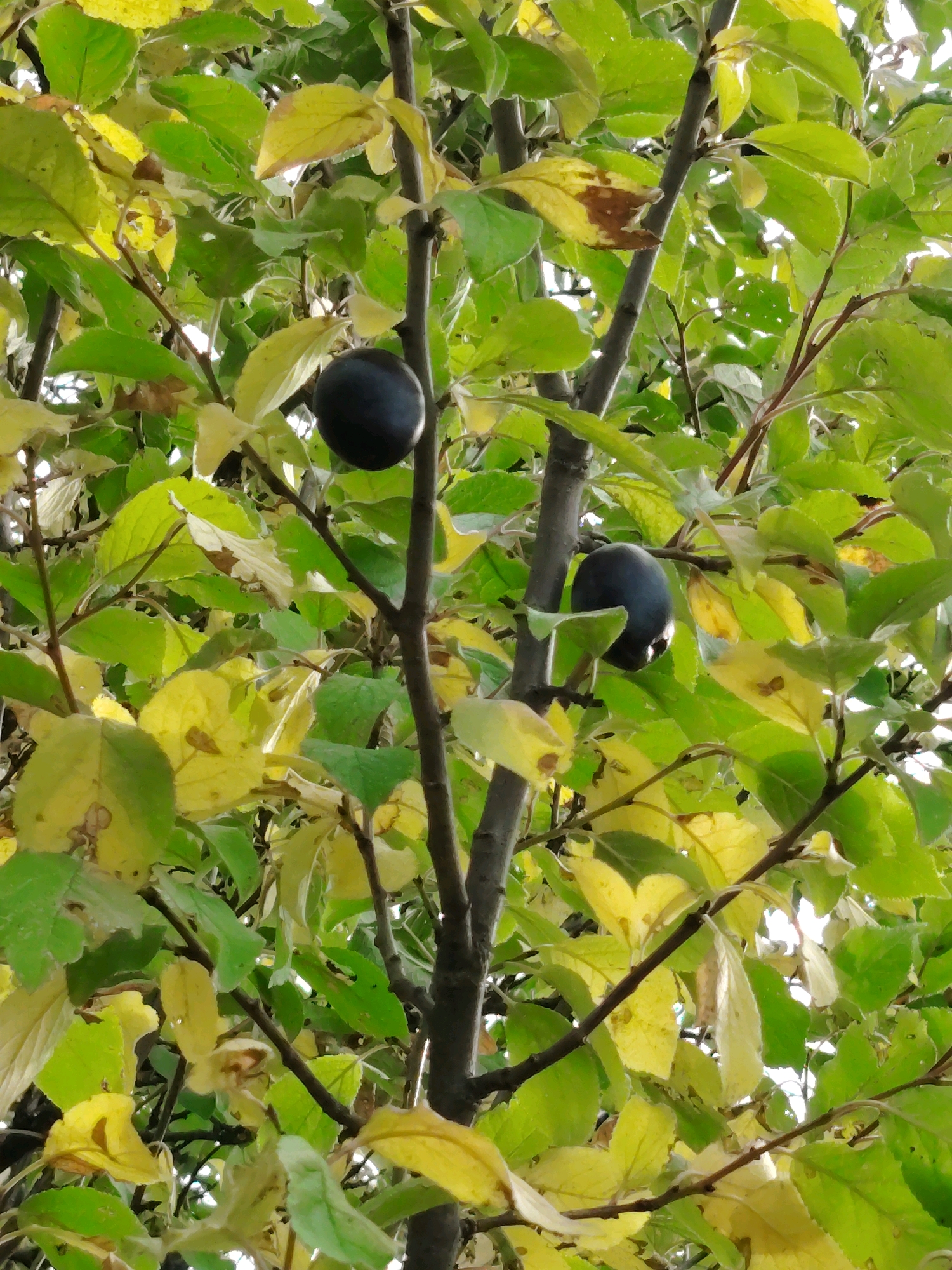 This is a close-up, eye-level, vertical shot of a plum tree with two dark purple plums visible among green and yellowing leaves. The plums are round and smooth. The tree branches are thin and brown. The leaves vary in color from bright green to yellow, with some showing brown spots, indicating it may be autumn. The background is indistinct, suggesting an outdoor setting with soft, diffused light, likely a cloudy day. There are no people or man-made structures visible.