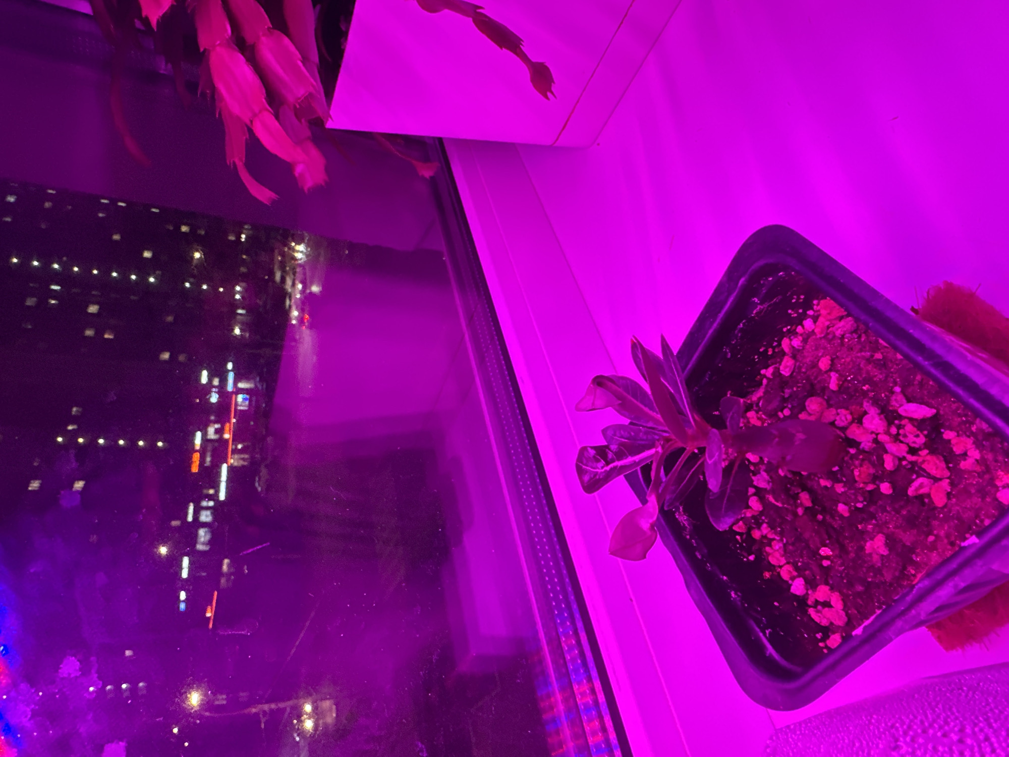The image depicts a close-up view of a small plant in a black pot, situated on a windowsill. The scene is illuminated by a strong pink or purple light, likely from a grow lamp, casting a vibrant hue over the entire frame. Through the window, a city landscape is visible at night. Tall buildings with illuminated windows are prominent, suggesting an urban environment. Streetlights and the headlights of moving vehicles can also be seen, indicating a road or street in front of the buildings. The reflections on the window suggest it is raining or the window is wet, adding a slightly blurred effect to the exterior view. To the right of the potted plant, a white pot containing another plant with fleshy, segmented leaves is partially visible. The overall impression is one of an indoor setting, possibly an apartment or office, with plants being cultivated under artificial light, overlooking a nighttime cityscape. The location is identified as Podolsk, Russia.