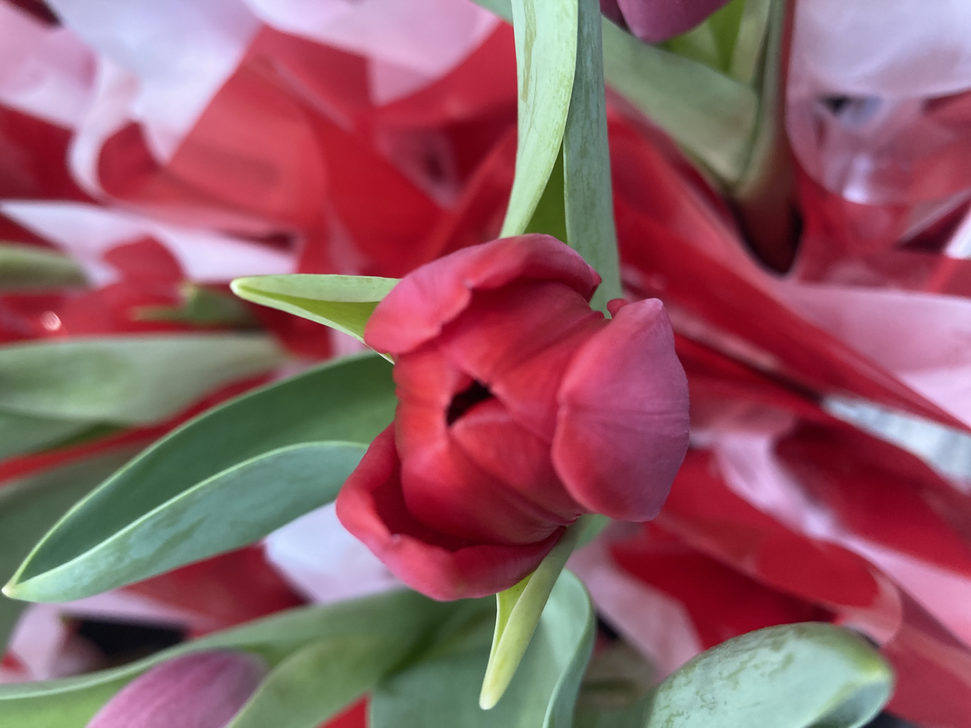 The image is a close-up of a red tulip bud surrounded by green leaves. The background is filled with red and white ribbons, suggesting the tulip may be part of a bouquet. The image was likely taken in a florist shop or at an event where flowers are present. The location is not discernible from the image.