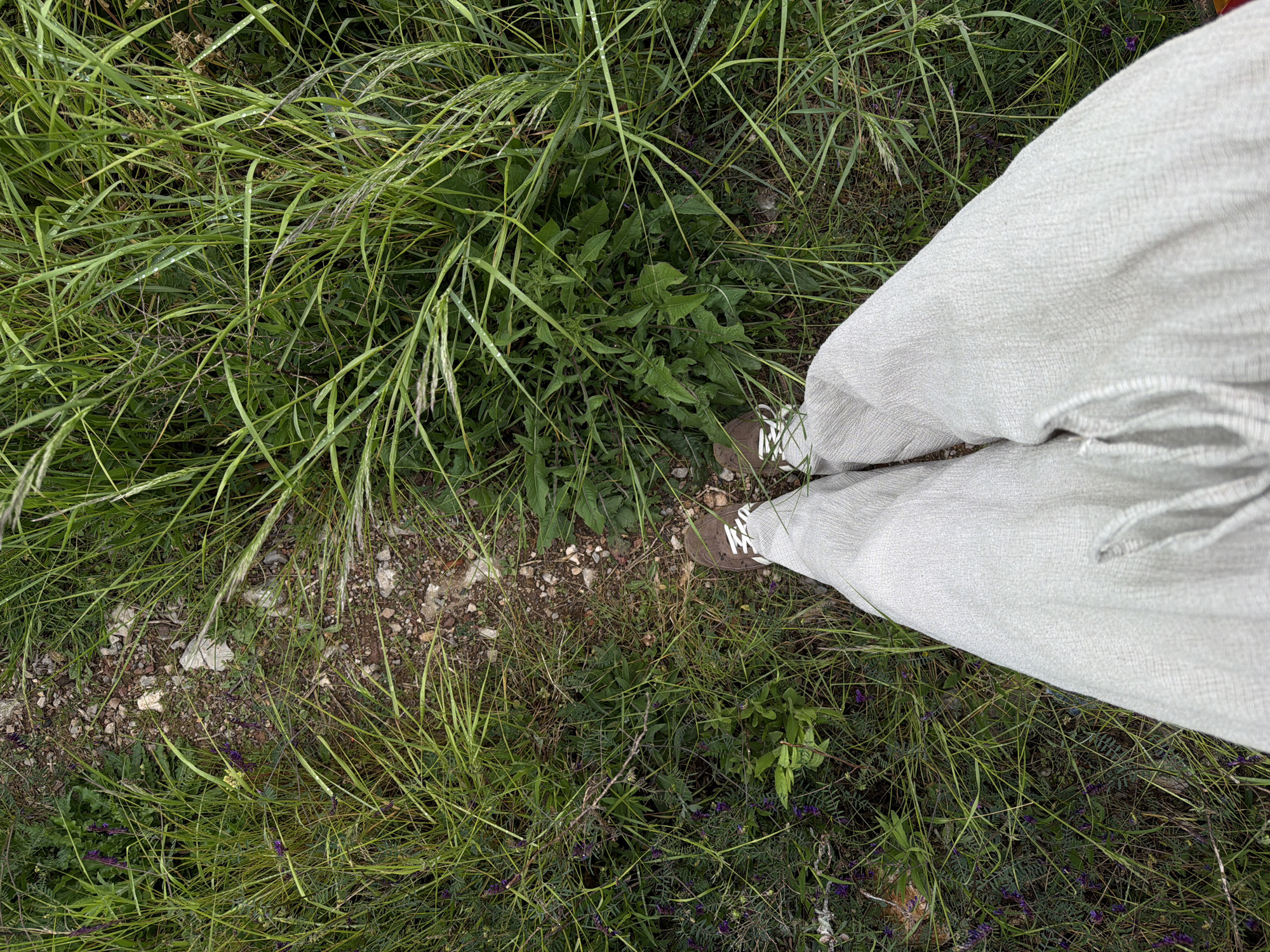 The image shows a person standing in tall grass in Budva, Montenegro. The person is wearing light grey linen pants and brown shoes with white accents. The grass is lush and green, with some areas flattened, indicating a path. There are various types of green plants mixed in with the grass. The ground appears to be a mix of dirt and small stones. Purple wildflowers are scattered among the plants.