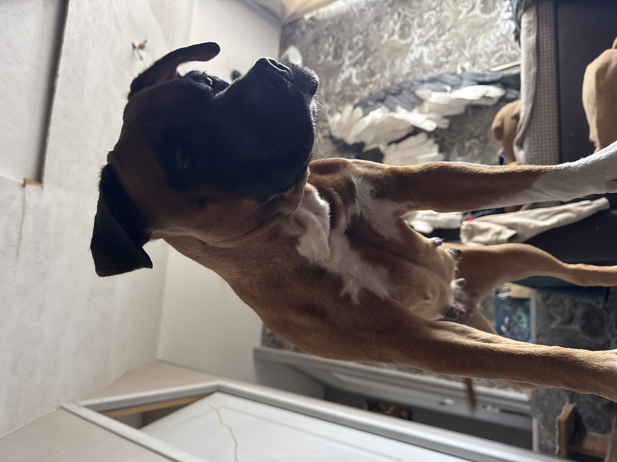 The image shows a brown and black Boxer dog standing inside a room. The dog is positioned with its head and upper body angled towards the viewer. The dog appears to be standing near a white door or window frame. In the background, there are other dogs, patterned fabrics, and furniture. The location cannot be determined based on the image. There is no clear evidence to determine it is in Chaikovsky, Russia.