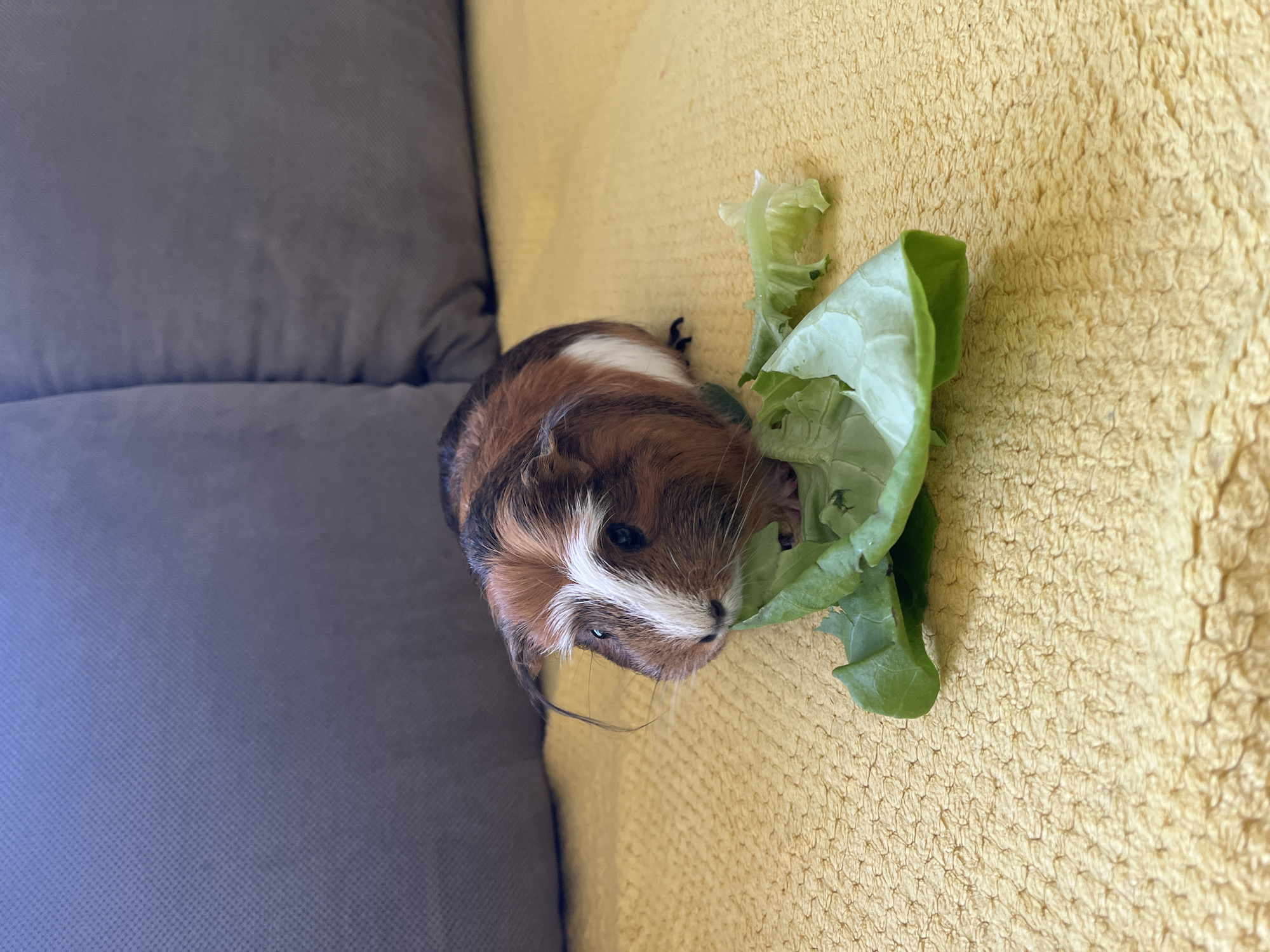A tri-color guinea pig is featured prominently, situated on a soft, dual-toned surface that appears to be part of a sofa or bed. The animal has distinctive fur patterns with patches of brown, white, and darker tones, including a clear white stripe running down its face. Its small, dark eyes and visible whiskers are directed slightly upwards and towards the viewer.
The guinea pig is actively engaged with several pieces of fresh green lettuce, positioning its snout near the leaves as if eating or preparing to eat them. To the left of the guinea pig is a plain gray fabric cushion, while to its right and beneath it is a textured yellow fabric, likely a blanket or another cushion. The overall setting suggests an indoor environment. The image captures a quiet moment, emphasizing the guinea pig enjoying its meal. There is no visible text in the media.