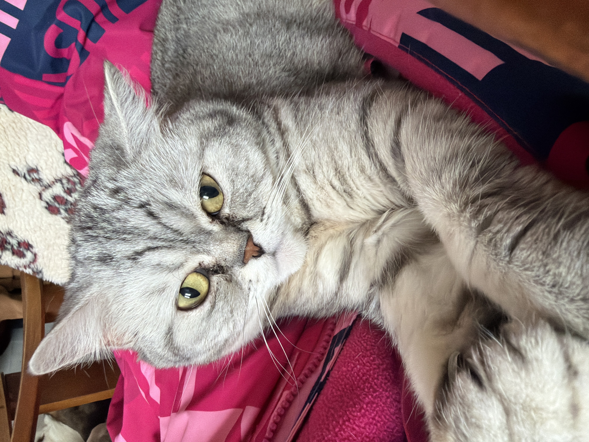 A gray tabby cat with yellowish-green eyes is lying on a patterned blanket and a pink jacket. The location is identified as Chaikovsky, Russia. The cat is positioned at an angle, with its head resting on the blanket. One paw is visible near the bottom right corner of the image. The background includes other items, such as a brown and white patterned fabric.