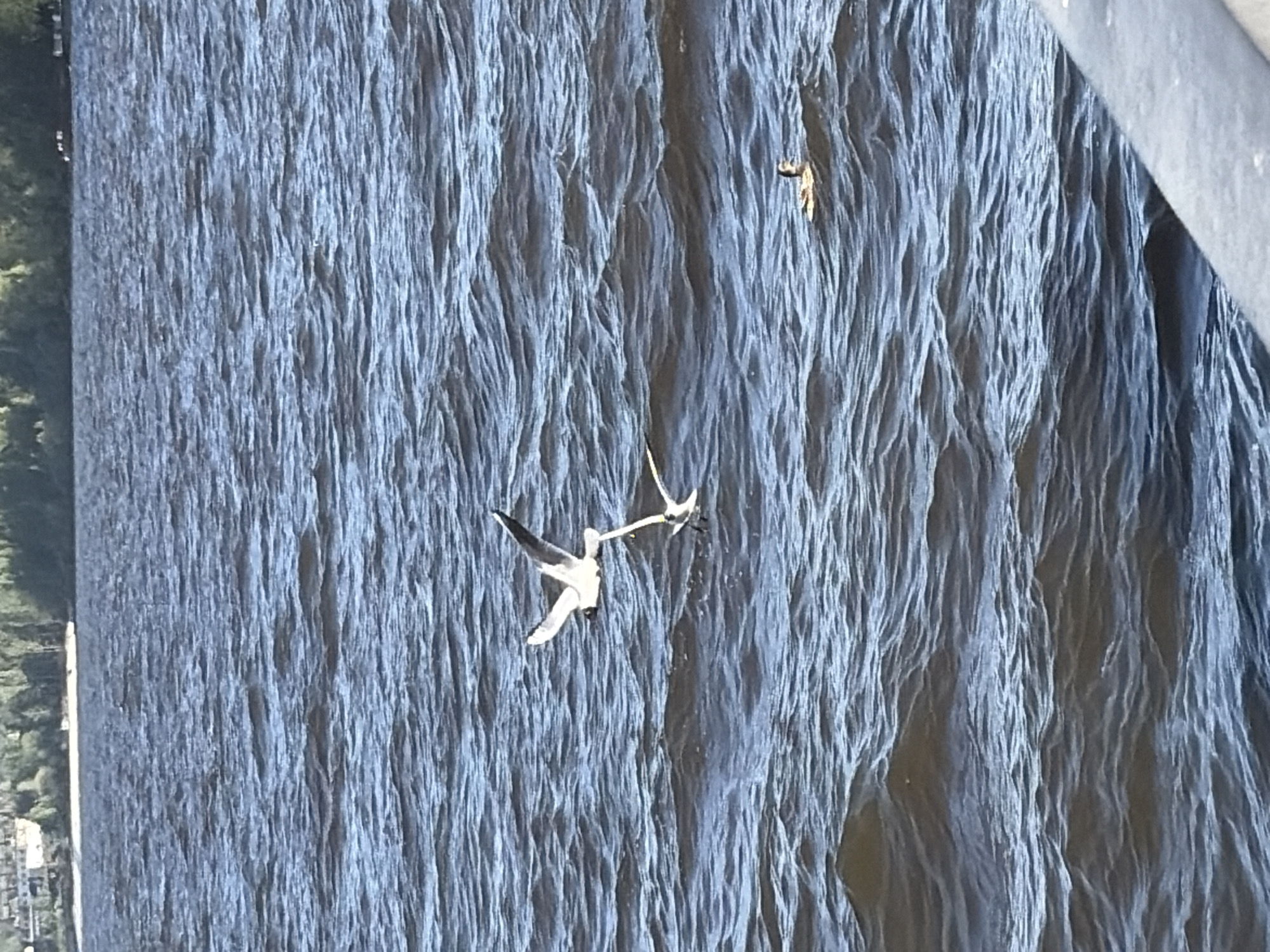 A rotated, eye-level outdoor shot shows water and two birds in flight. The body of water takes up most of the frame and shows many small wavelets. Two birds appear to be in mid-air flight. The one on the left is a white and gray-colored bird. The bird on the right is smaller and has light and dark feathers. A gray rail is slightly visible on the top right. The left edge of the image has a view of the shore, some greenery, and buildings in the city of Unknown, Unknown.